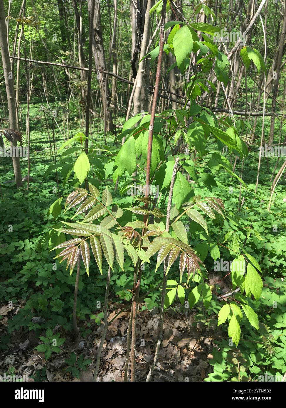 Arbre de Tun (Toona sinensis) Banque D'Images