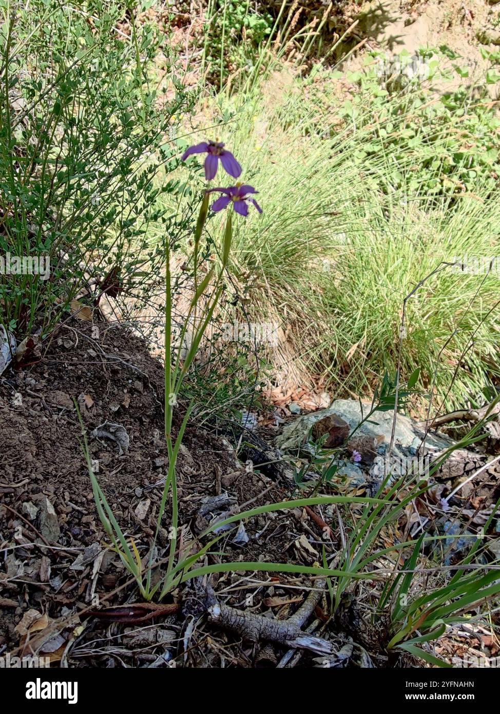 Herbe aux yeux bleus de l'ouest (Sisyrinchium bellum) Banque D'Images