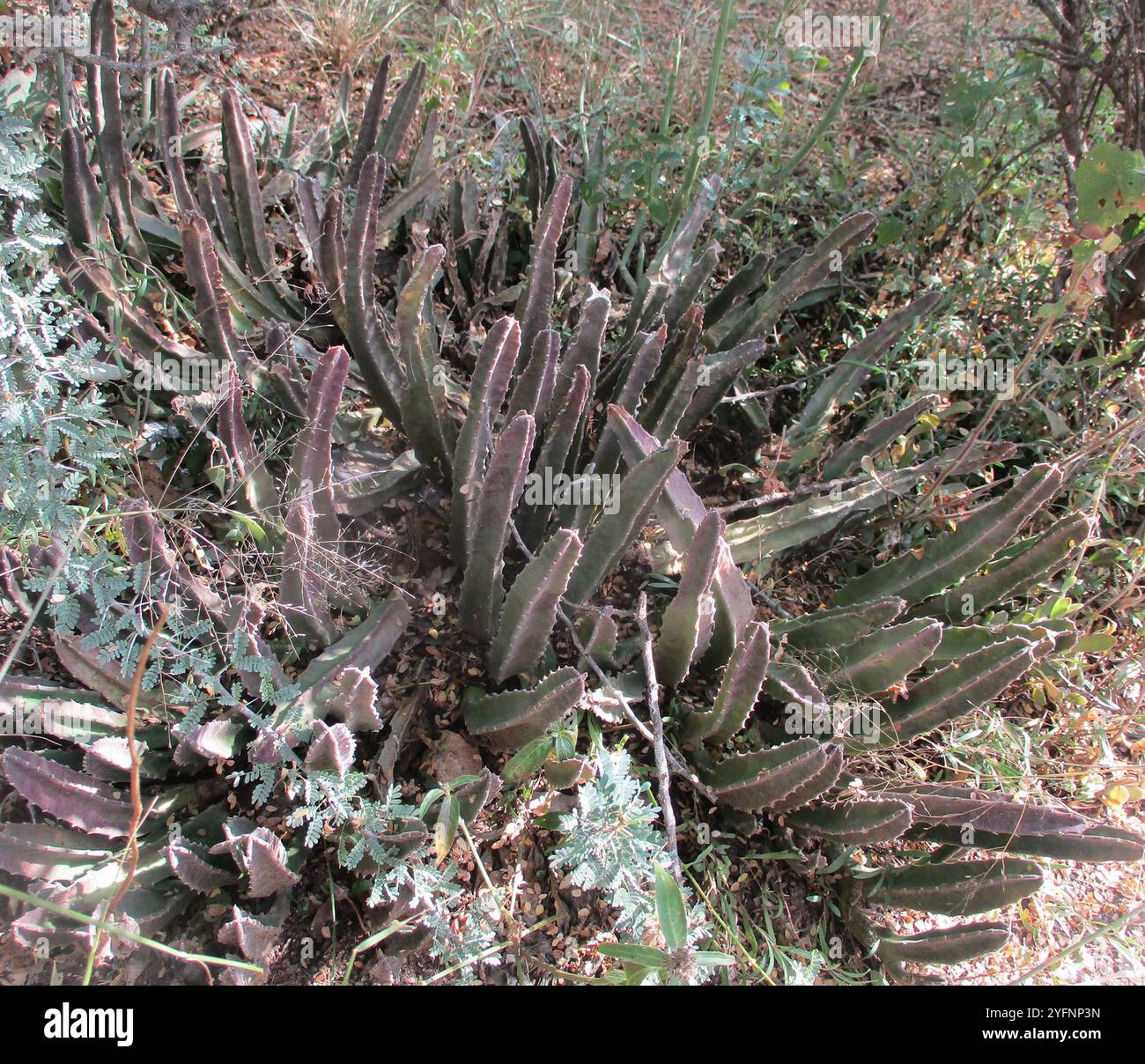 Géant zoulou (Stapelia gigantea) Banque D'Images