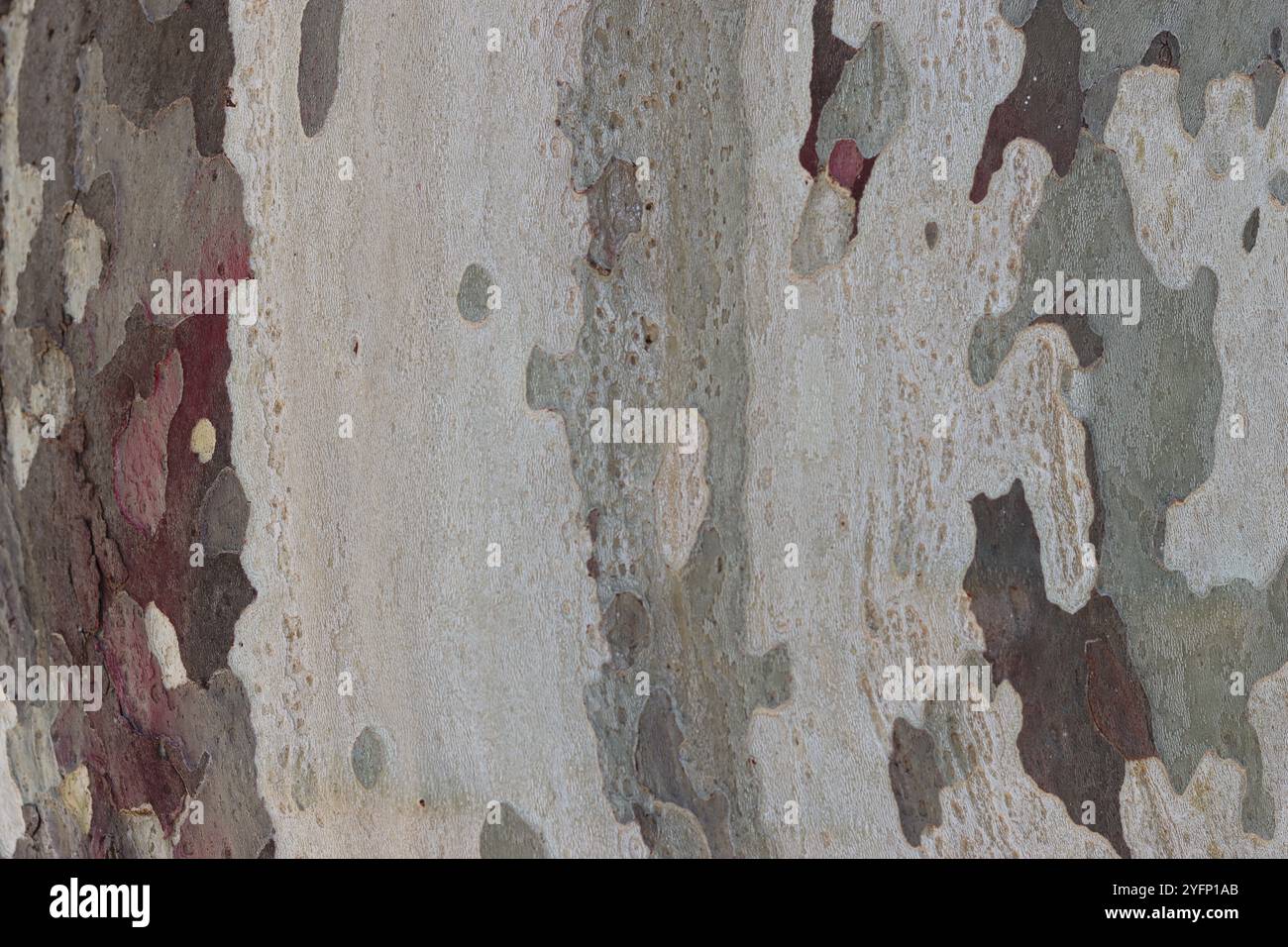 Gros plan de l'écorce de platane dans des couleurs de camouflage Banque D'Images
