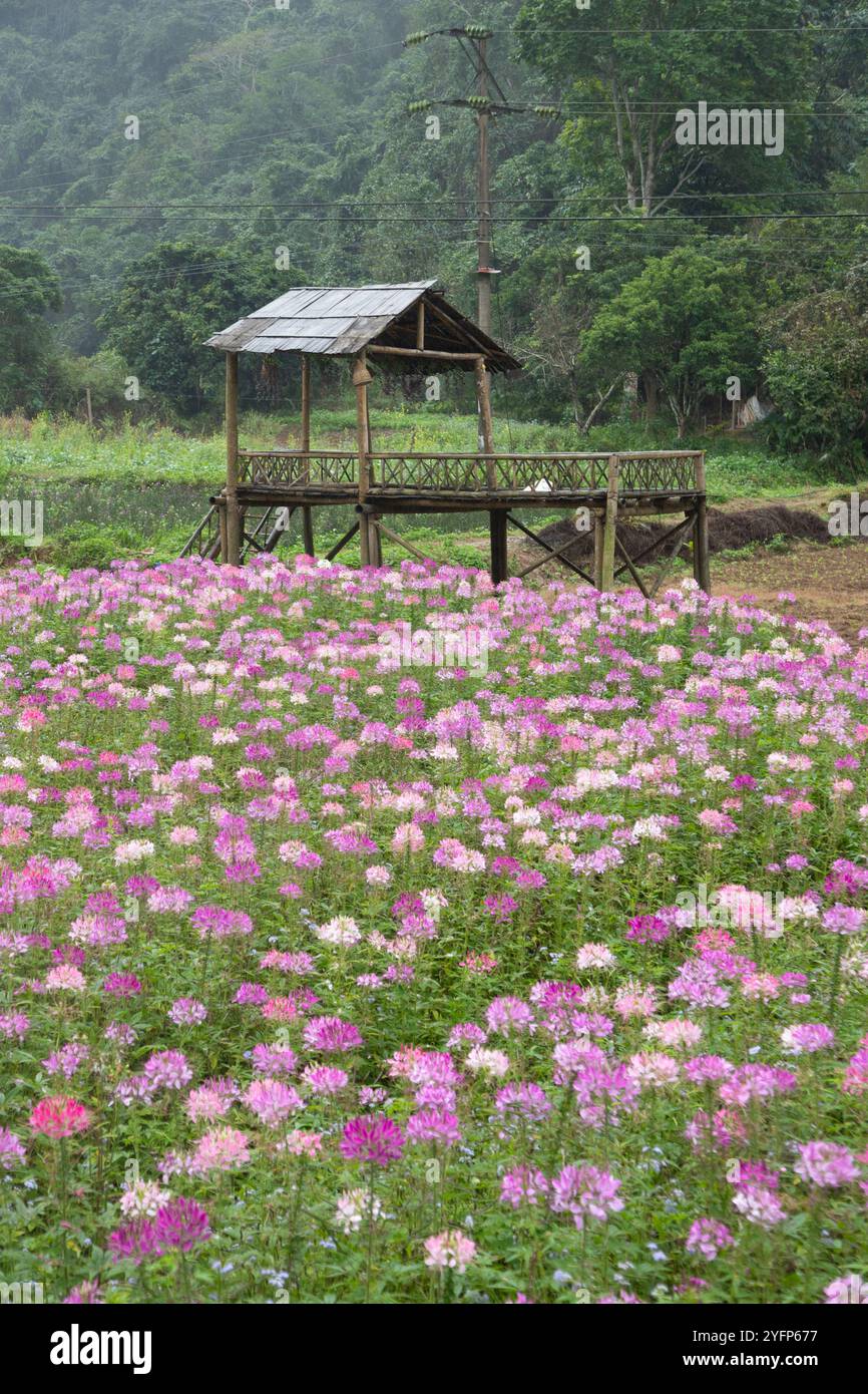 Ha Giang Dong VAN Vietnam, beaux champs de fleurs de blanc et rose Banque D'Images