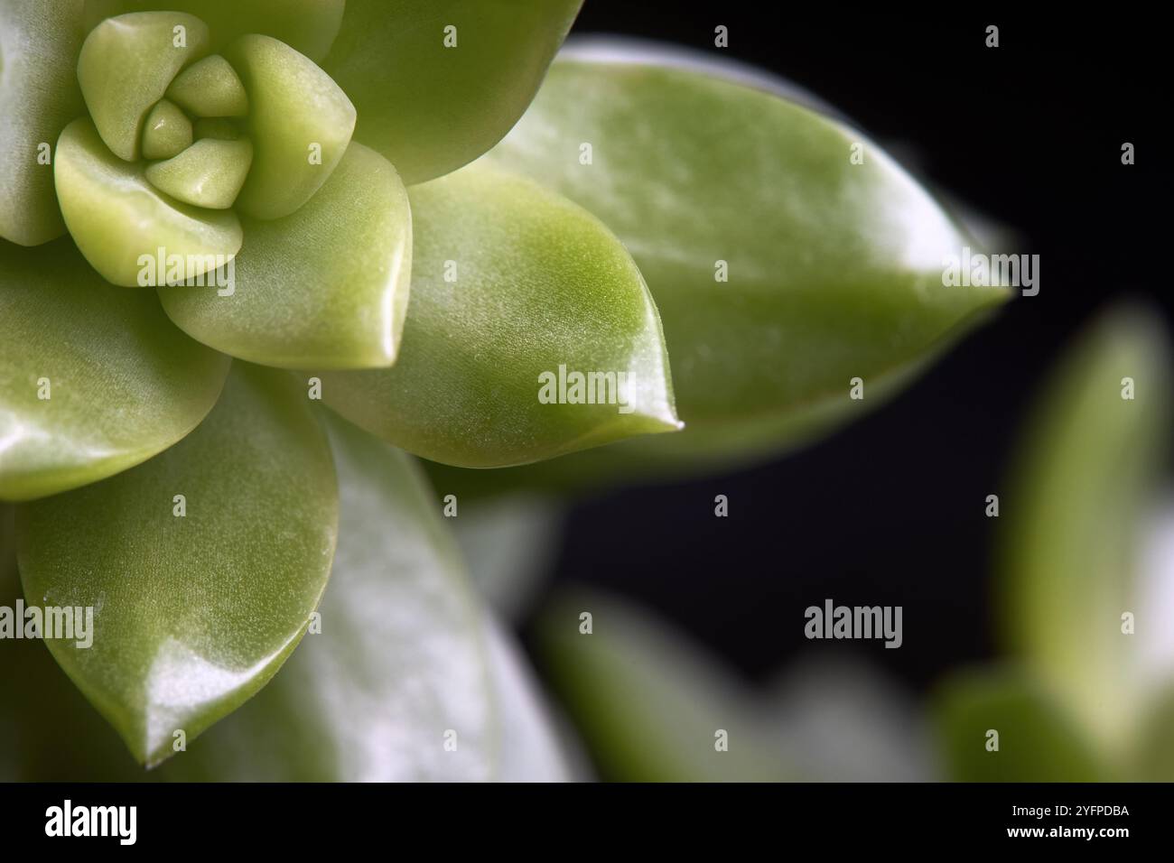 Succulent Sedum adolphi ou echeveria adolphii coppertone Stonecrop ou Golden Sedum, espèce de plante succulente de la famille des Crassulaceae. Floral Banque D'Images