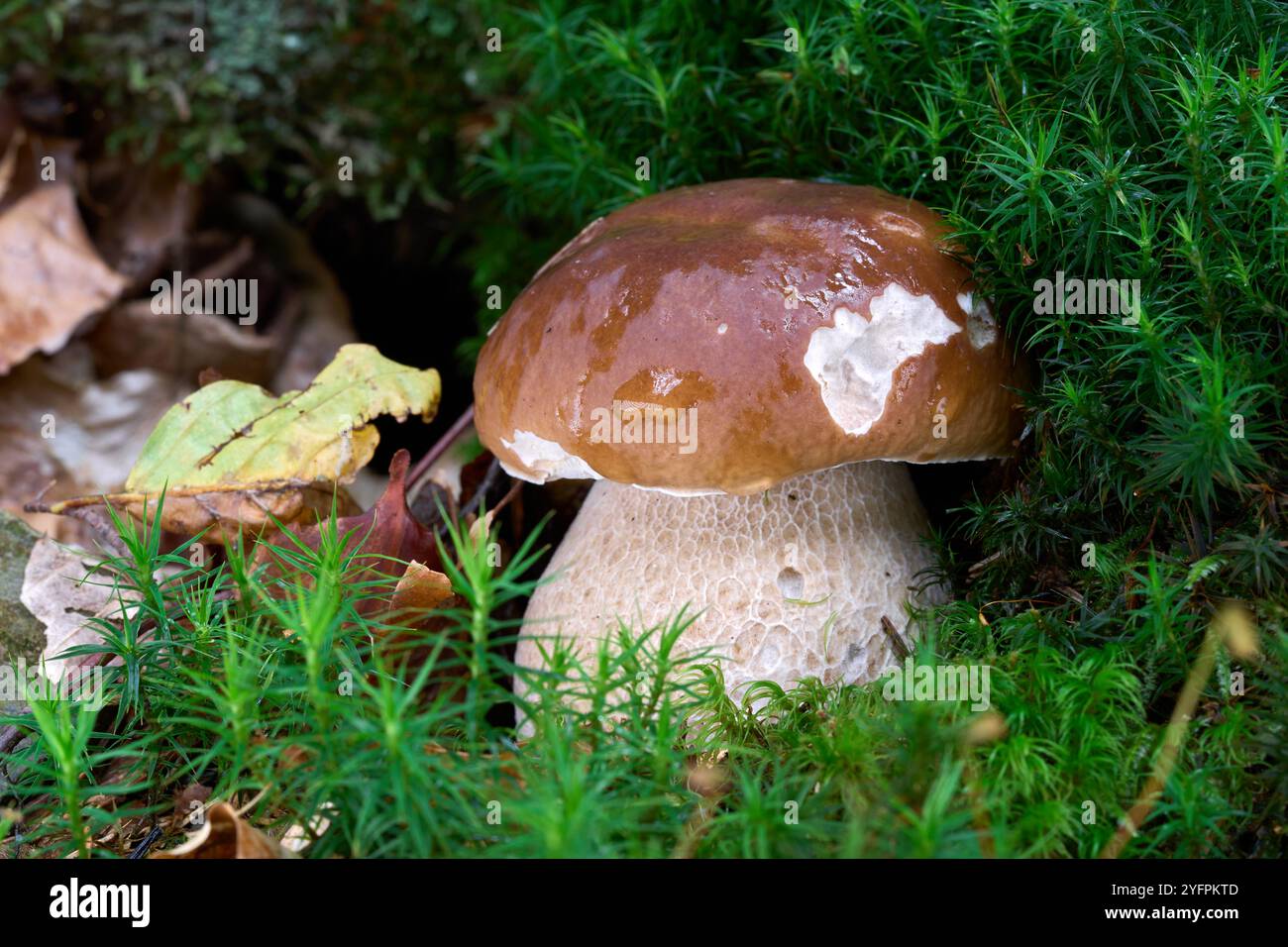 Champignon Boletus edulis dans la mousse. Connu sous le nom de King Bolete, Penny Bun, CEP ou Porcini. Champignon sauvage comestible dans la forêt d'épicéas. Banque D'Images