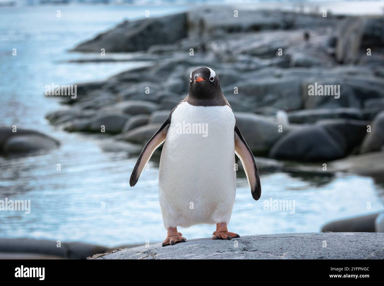 Gentoo Penguin sur l'île Petermann, Antarctique. Banque D'Images