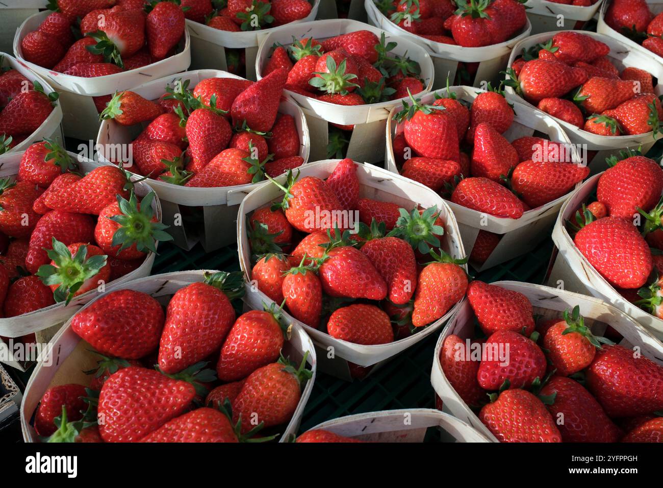 Fraises biologiques fraîches à vendre sur le marché. France. Banque D'Images