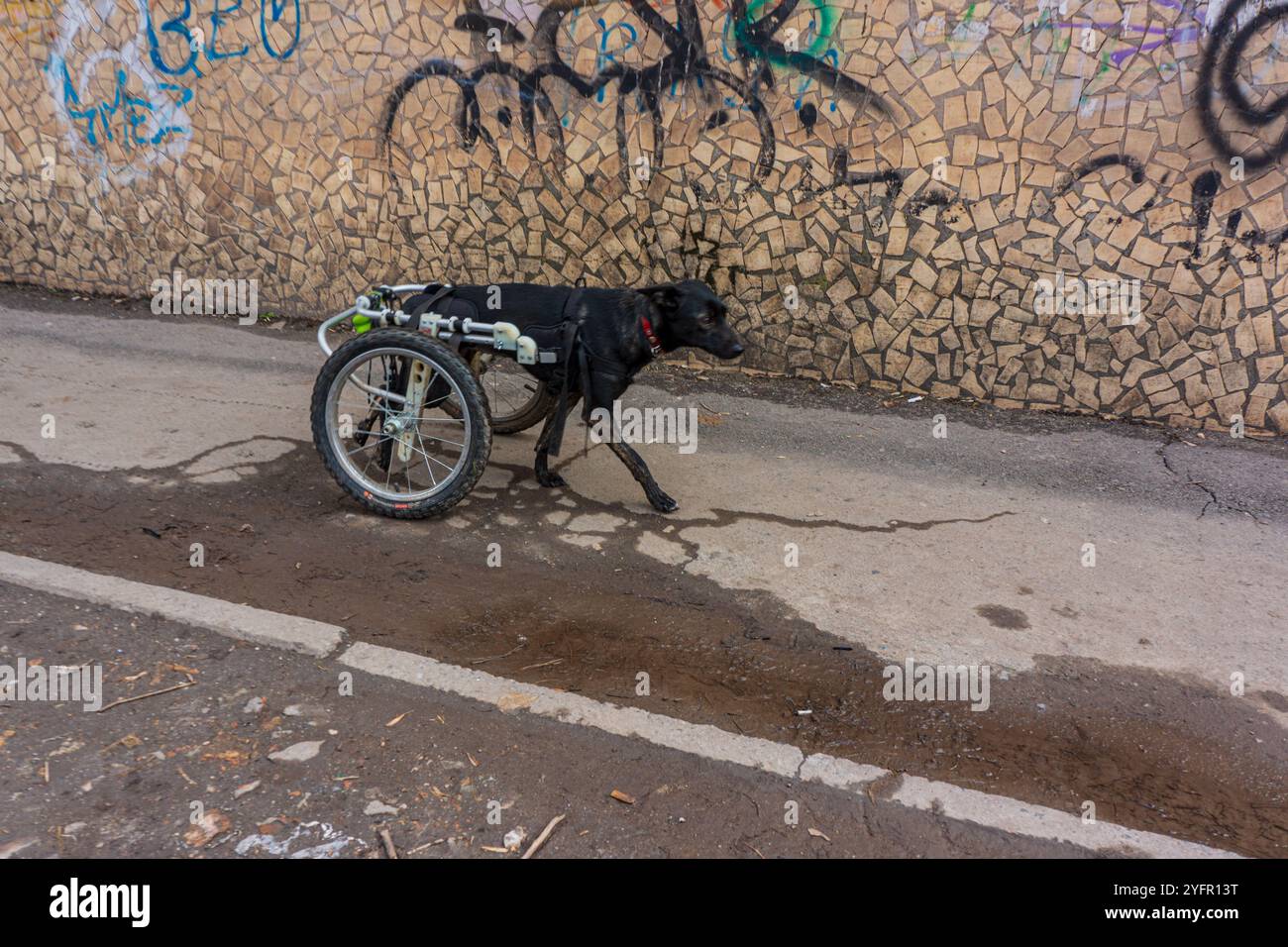 Un chien handicapé se déplace à l'aide d'une prothèse en forme de fauteuil roulant. Environnement urbain. Banque D'Images