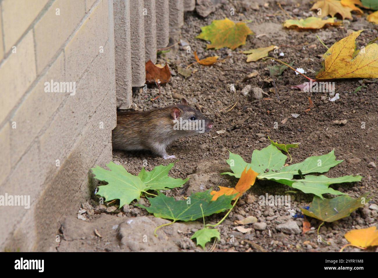 Rat brun (rattus norvegicus) regardant dehors et rampant sous la clôture d'un site de décharge, feuilles d'automne colorées tout autour, arrière-plan flou Banque D'Images