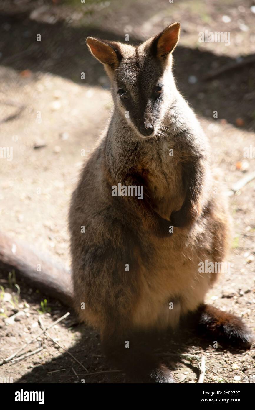 Le rocher wallaby à queue brisée méridionale a une longue queue sombre caractéristique qui est plus ardue vers la pointe. Banque D'Images