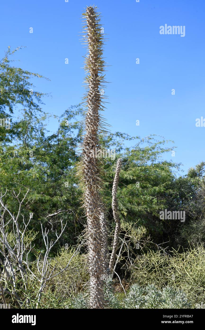 Le poulpe (Didiera madagascariensis) est un arbuste épineux endémique du sud de Madagascar. Cette photo a été prise à Toliara, Madagascar. Banque D'Images
