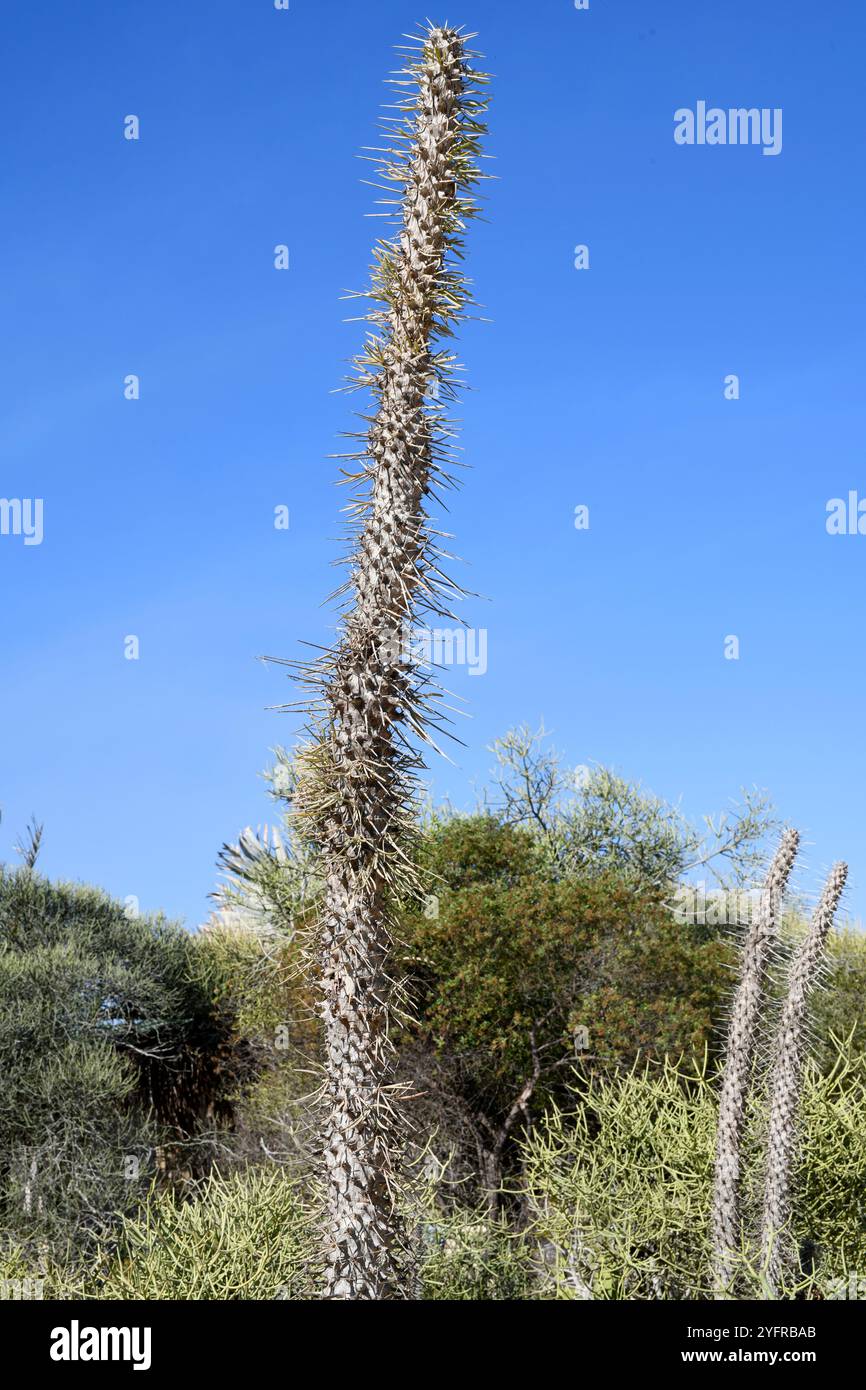 Le poulpe (Didiera madagascariensis) est un arbuste épineux endémique du sud de Madagascar. Cette photo a été prise à Toliara, Madagascar. Banque D'Images
