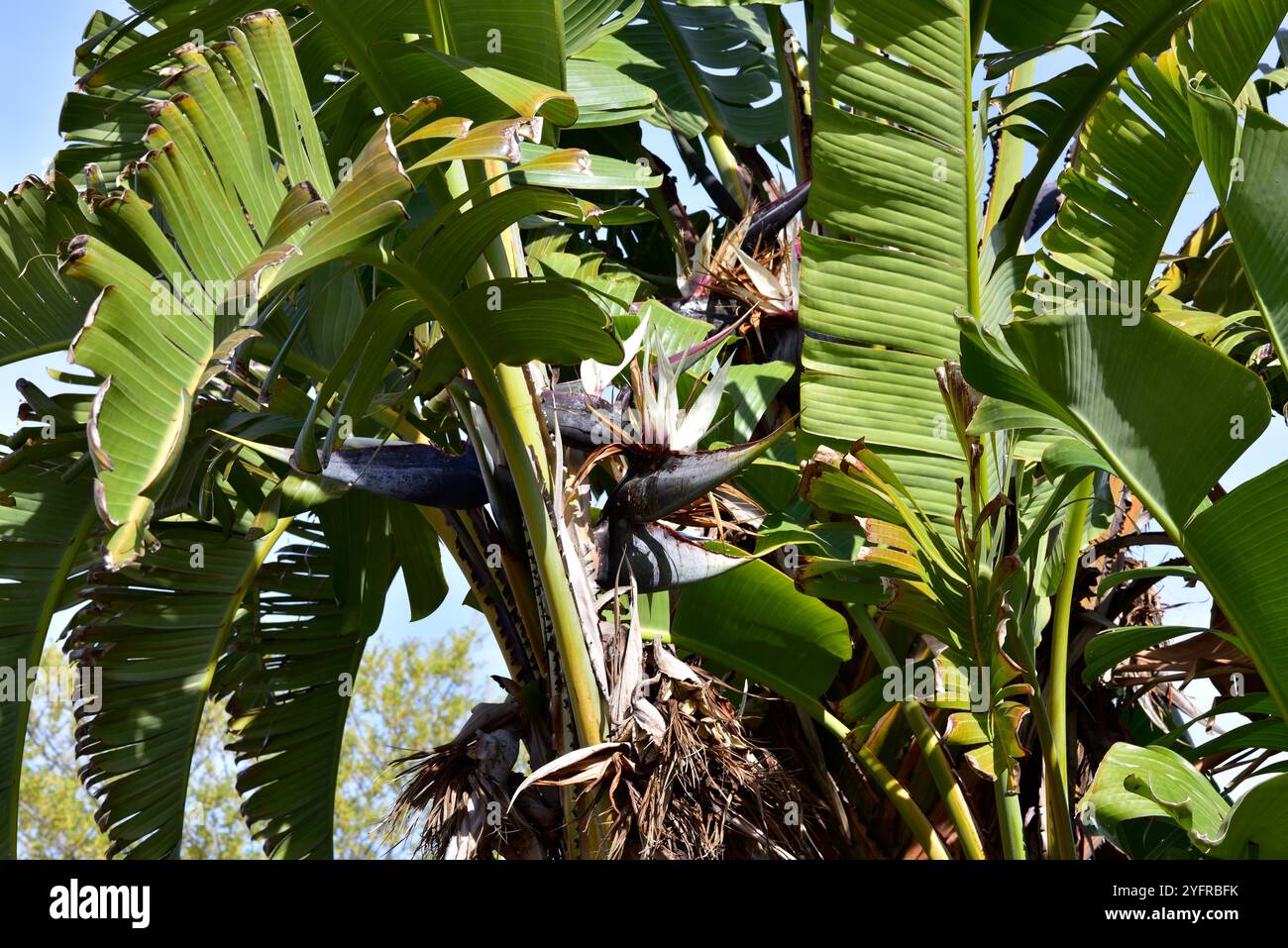 L'oiseau blanc géant de paradis (Strelitzia nicolai) est une plante monocotylédone originaire d'Afrique australe. Banque D'Images