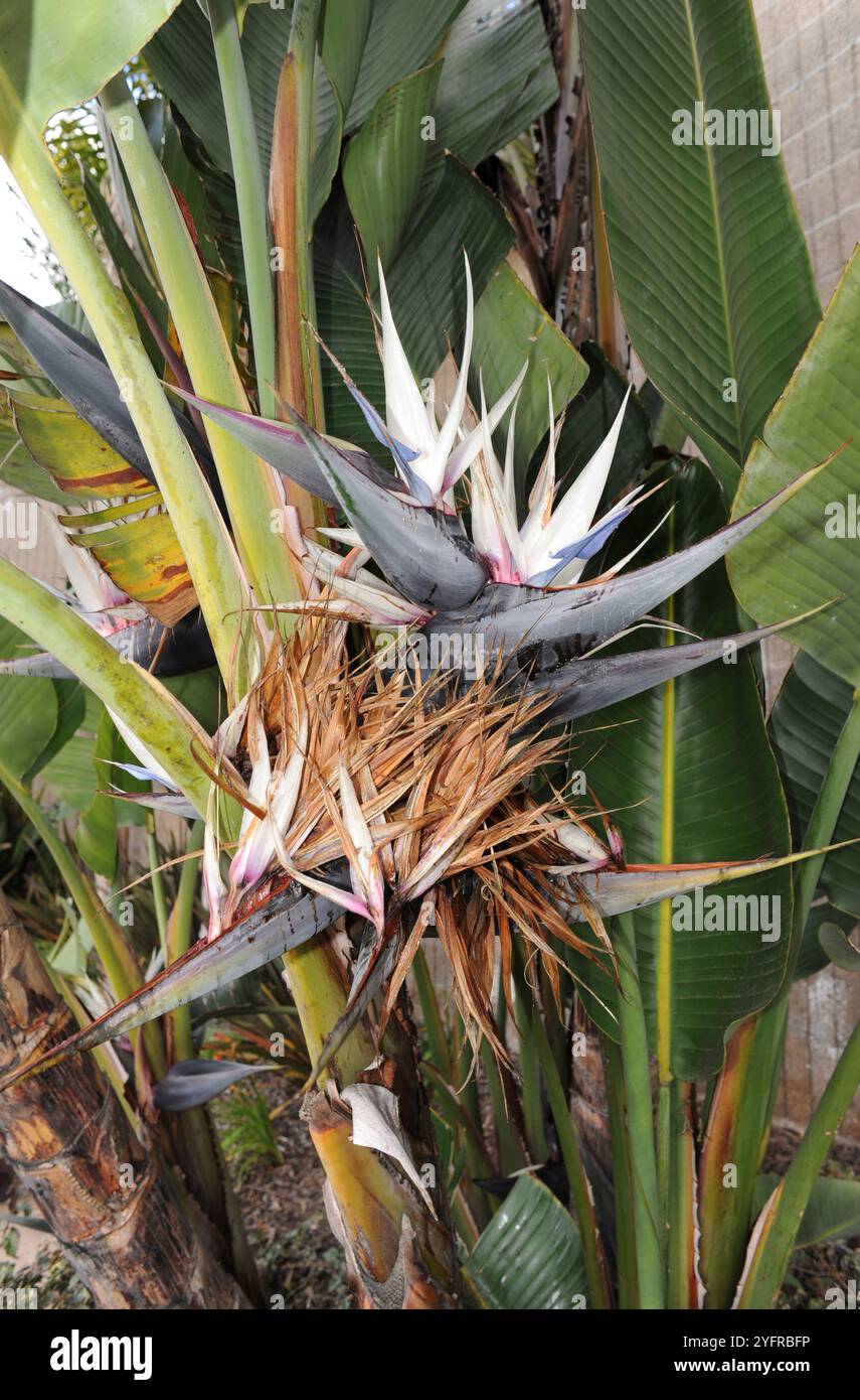 L'oiseau blanc géant de paradis (Strelitzia nicolai) est une plante monocotylédone originaire d'Afrique australe. Banque D'Images