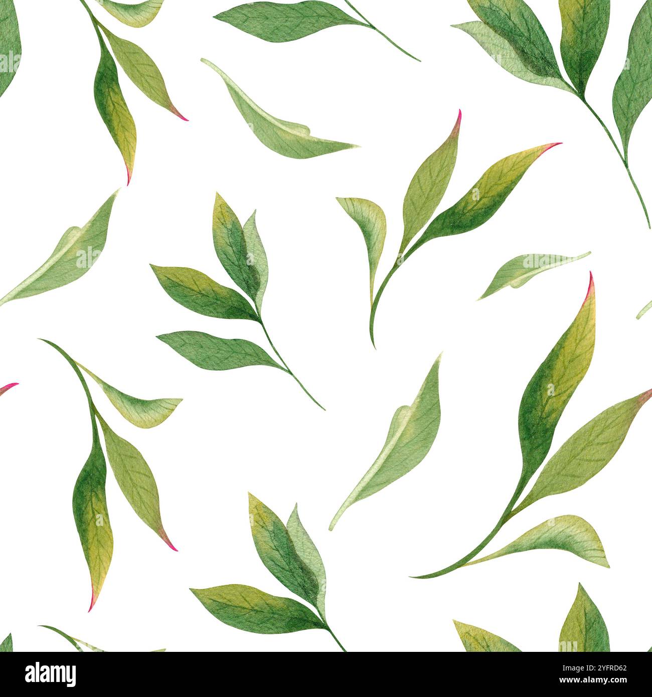 Motif sans couture avec feuilles de pivoine aquarelle Banque D'Images
