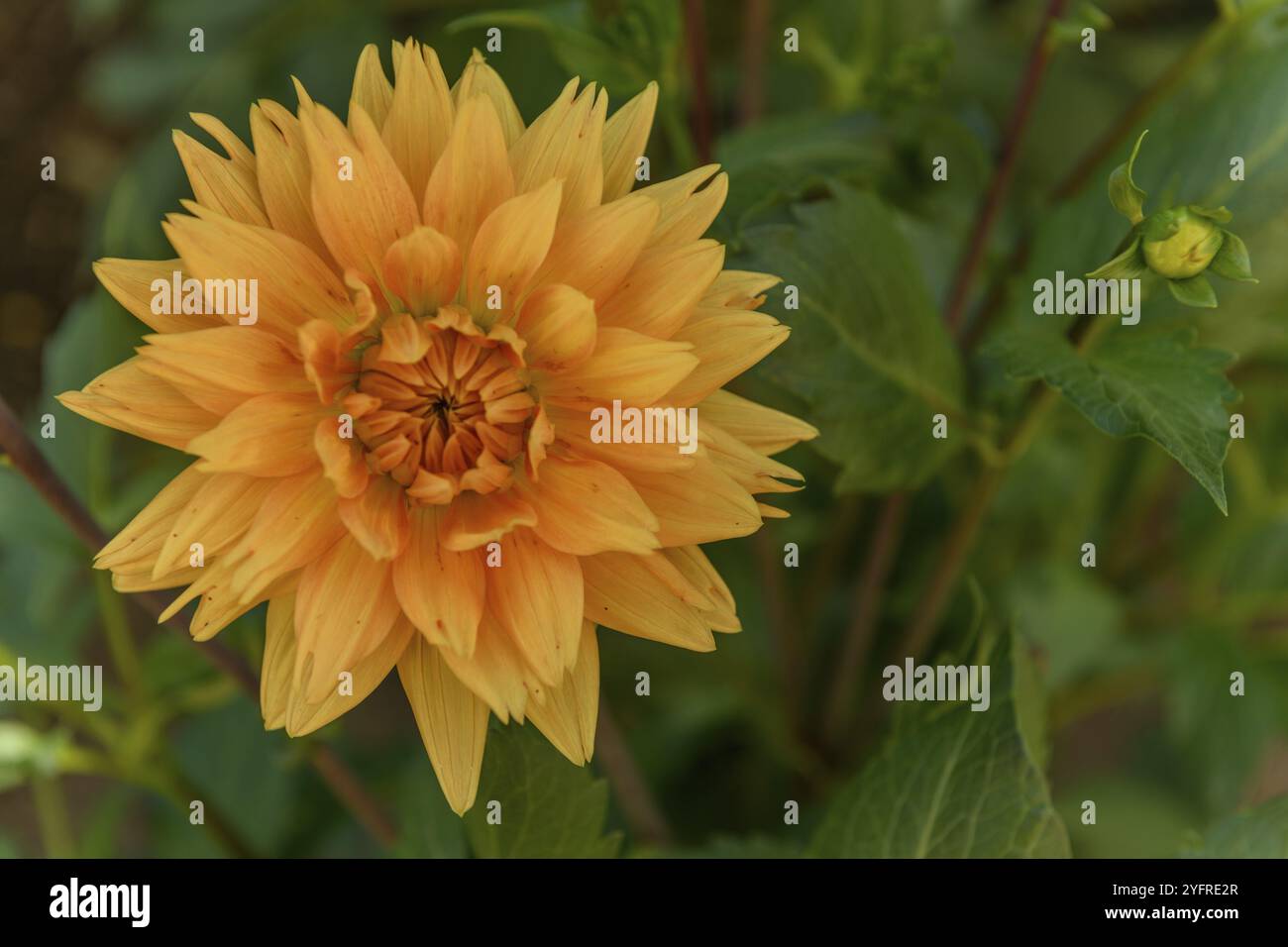 Fleurs de Dahlia dans un parc de jardin français Banque D'Images