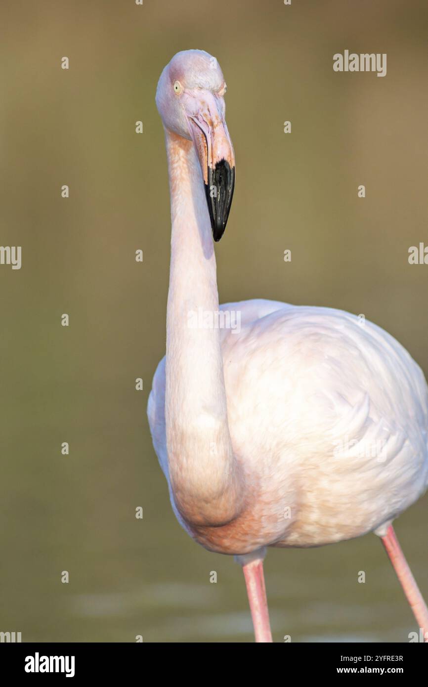 Portrait d'un flamant rose dans un marais de Camargue., animal dans l'habitat naturel, France, Europe Banque D'Images