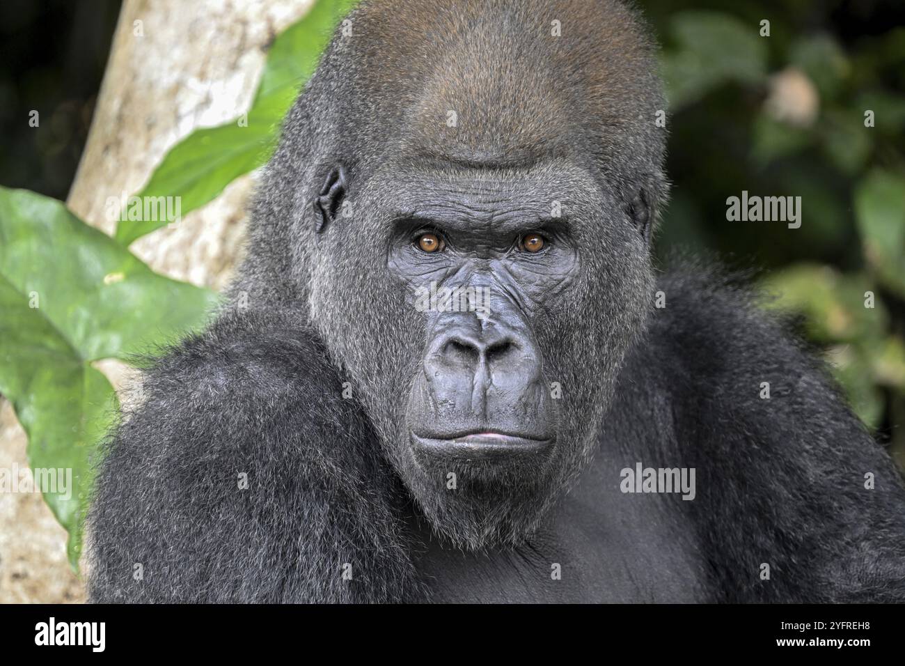 Gorille des plaines occidentales (Gorilla Gorilla Gorilla), portrait, réserve réserve réserve naturelle Lesio-Louna, près de Moembe, département du plateau, République du Co Banque D'Images