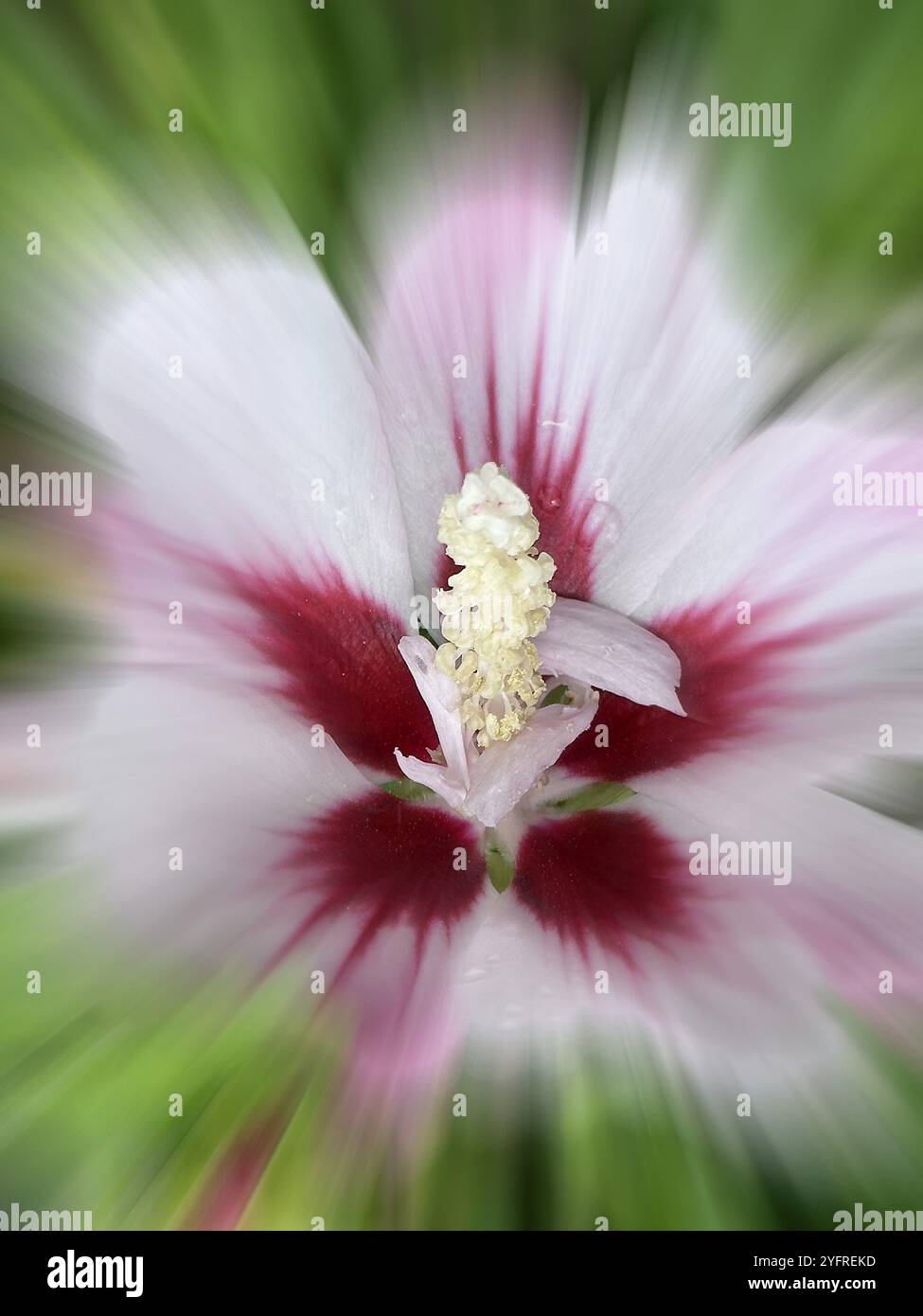 Althaea officinalis, mauve rose, mauve arbuste, mauve de jardin, mauve syrienne, rose Sharon, fleur de festival (Hibiscus syriacus), effet zoom Banque D'Images