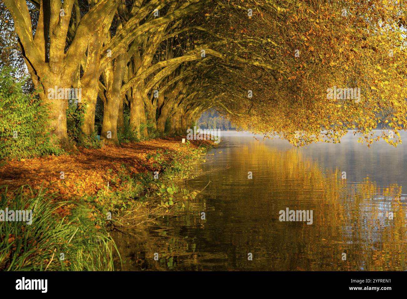 Couleurs d'automne sur la Platanen Allee, Hardenberg Ufer, sentier lacustre sur le lac Baldeney, près de Haus Scheppen, à Essen, Rhénanie du Nord-Westphalie, Allemagne, Banque D'Images