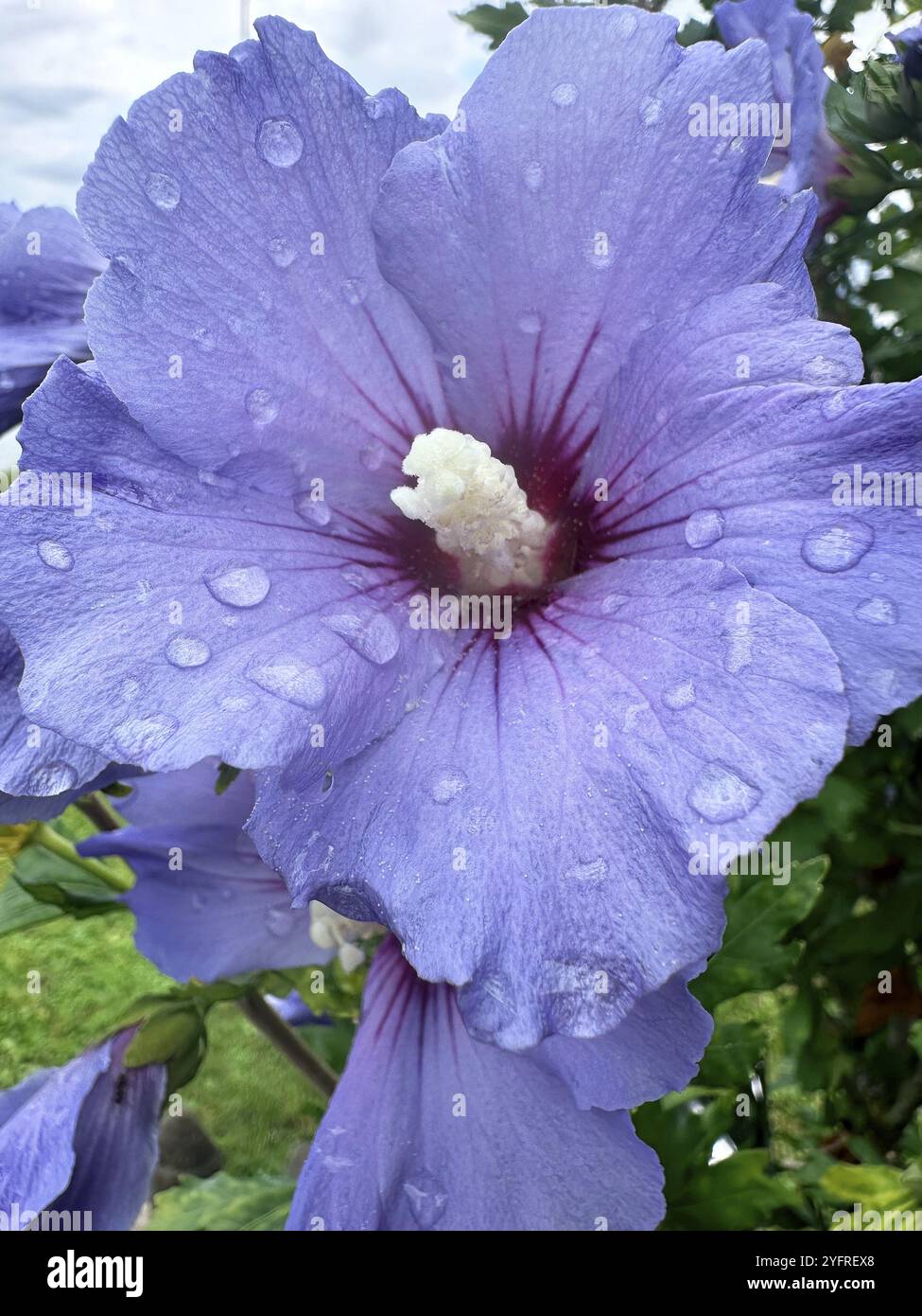 Althaea officinalis, mauve rose, mauve arbuste, mauve de jardin, mauve syrienne, rose Sharon, fleur de fête (Hibiscus syriacus) Banque D'Images
