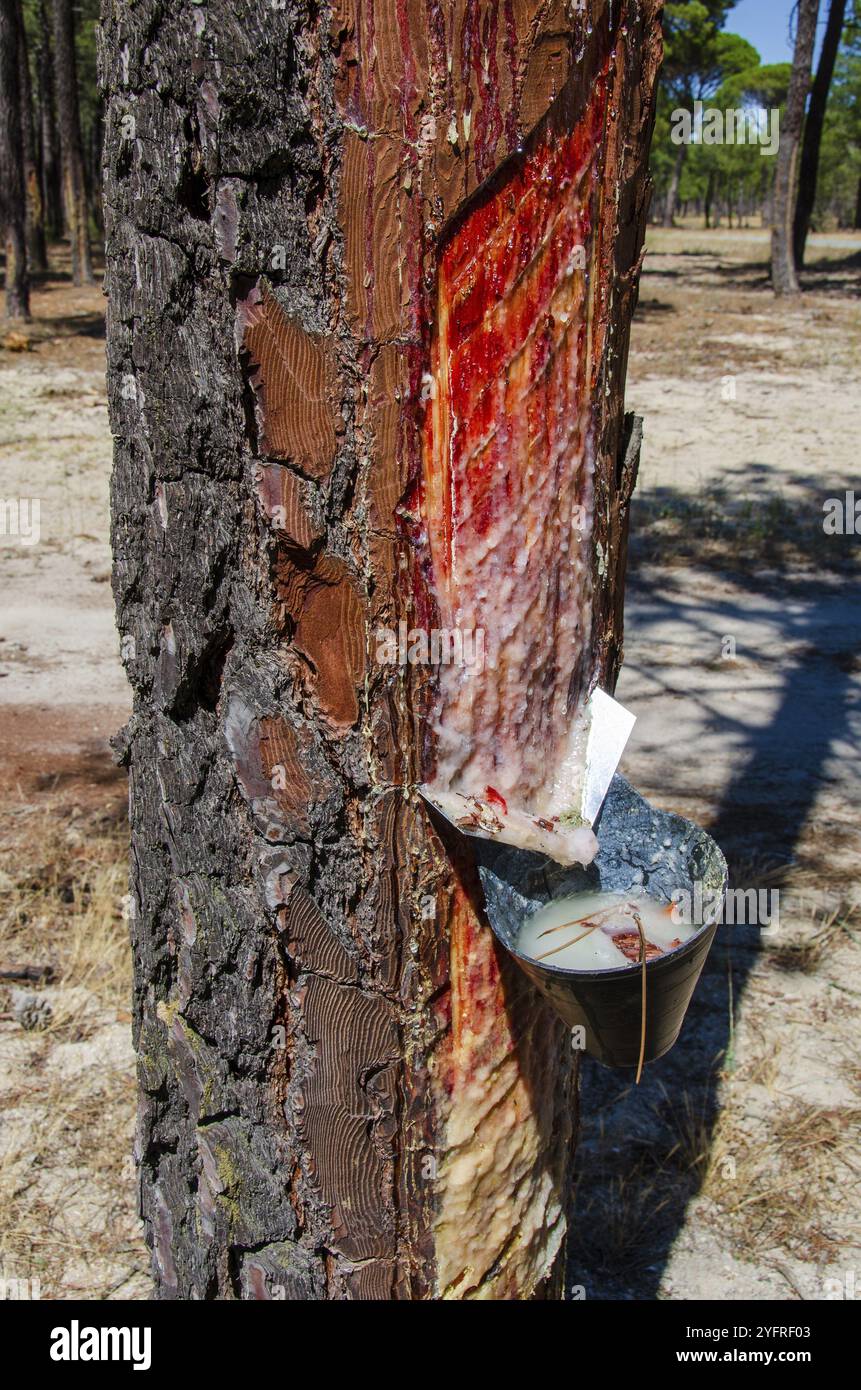 PIN, arbre, résine, résine d'arbre, forêt, Espagne, Europe Banque D'Images