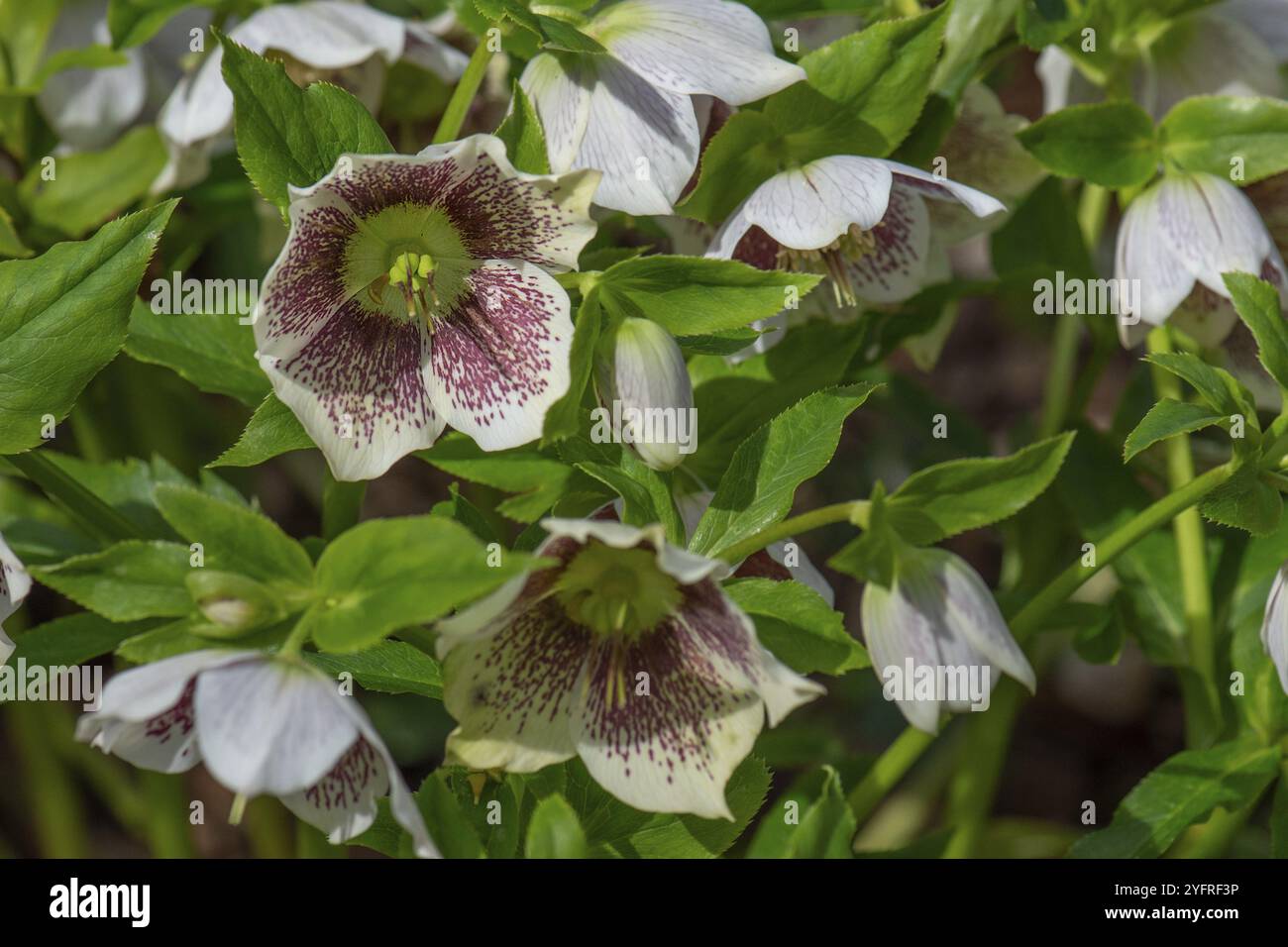 Hellebore oriental (Helleborus orientalis), Bavière, Allemagne, Europe Banque D'Images