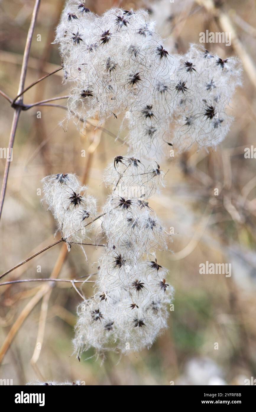 Grappes de fruits de la joie du voyageur (Clematis), Bavière, Allemagne, Europe Banque D'Images