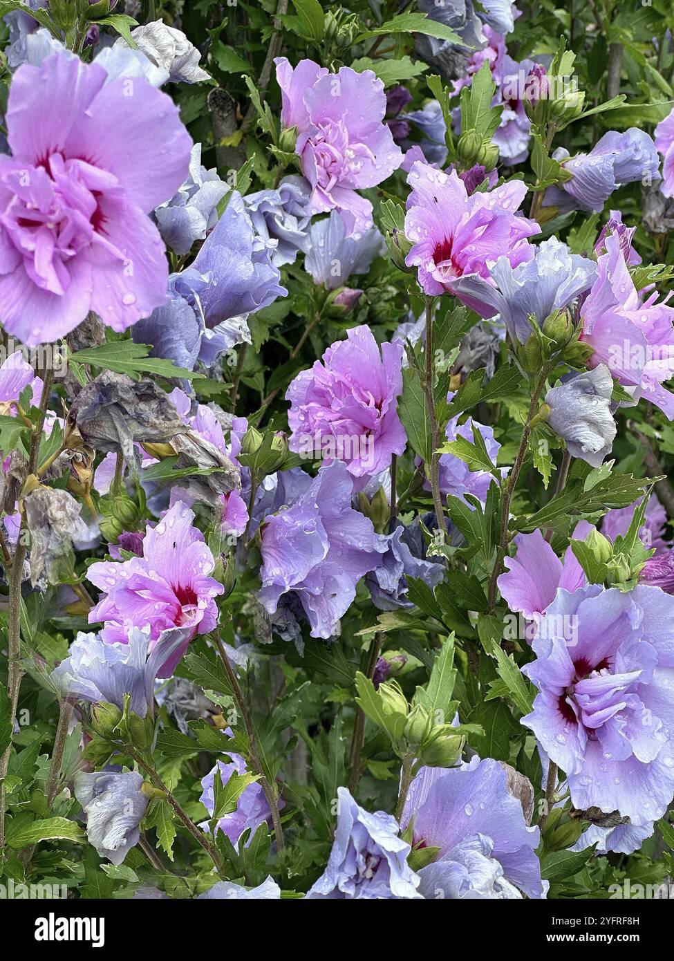 Althaea officinalis, mauve rose, mauve arbuste, mauve de jardin, mauve syrienne, rose Sharon, fleur de fête (Hibiscus syriacus) Banque D'Images