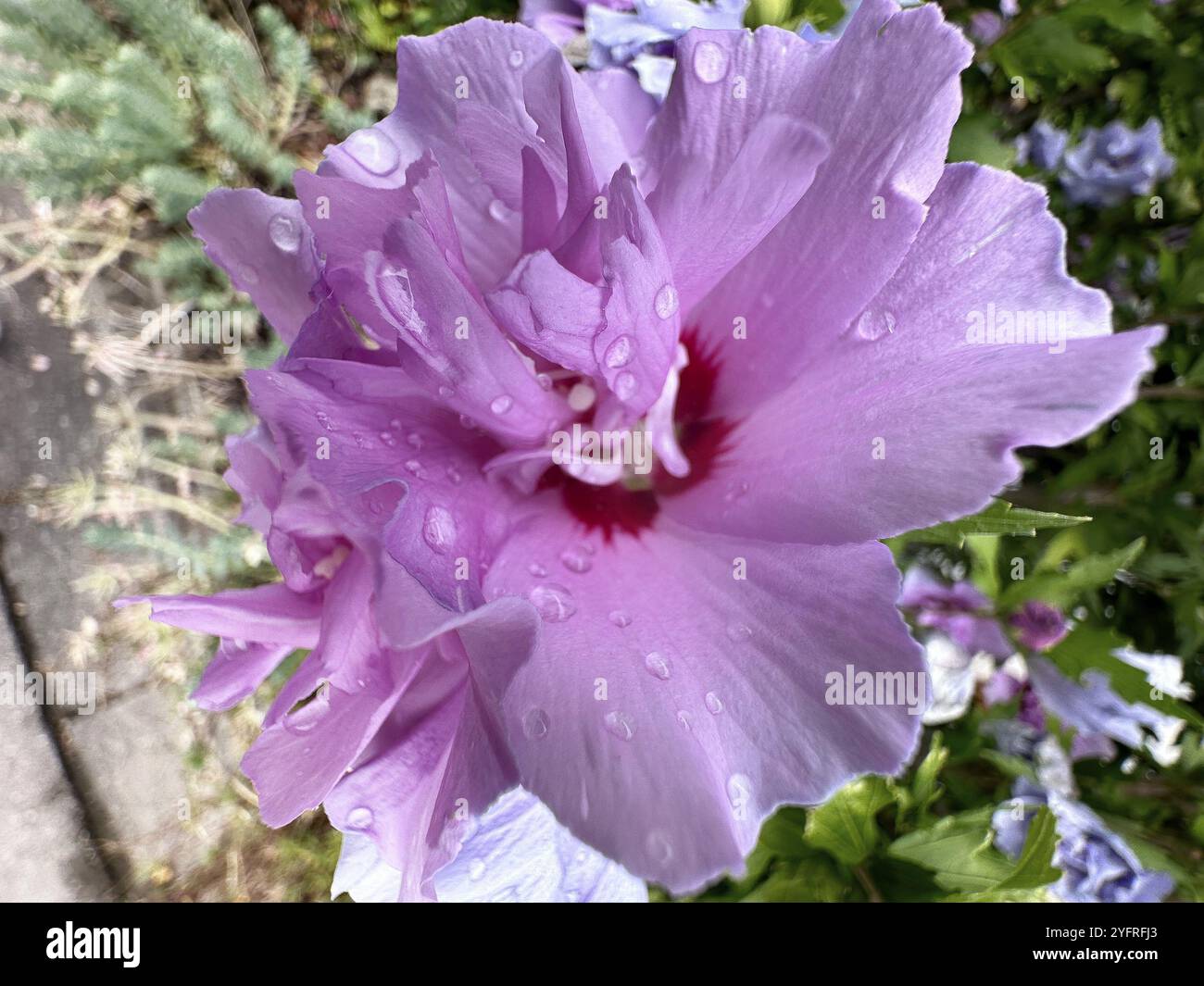 Althaea officinalis, mauve rose, mauve arbuste, mauve de jardin, mauve syrienne, rose Sharon, fleur de fête (Hibiscus syriacus) Banque D'Images