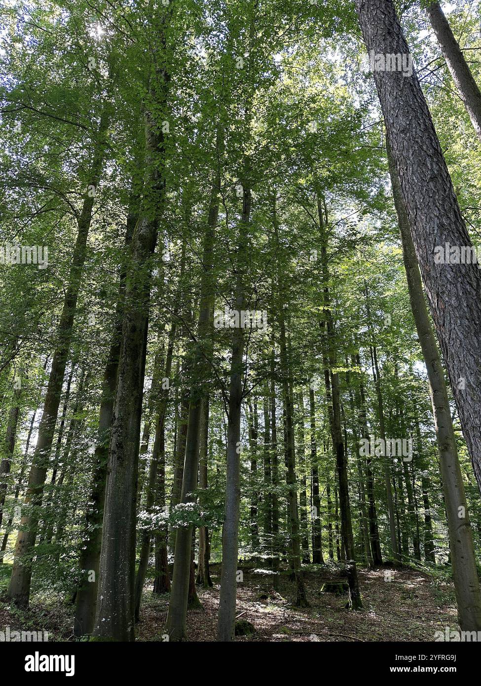 Forêt feuillus baignée de soleil Banque D'Images