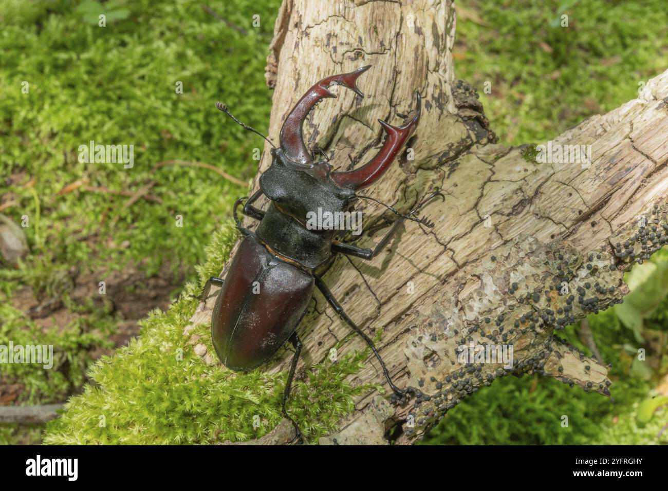 Cerf-volant mâle coléoptère (Lucanus cervus) sur le tronc d'un arbre mort dans la forêt au printemps. Bas Rhin Alsace, grand est, France, Europe Banque D'Images