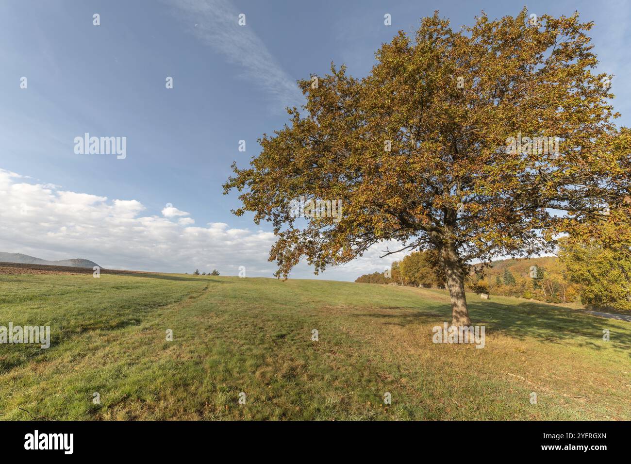 Grand chêne solitaire dans une prairie à la campagne en automne. Vosges, France, Europe Banque D'Images