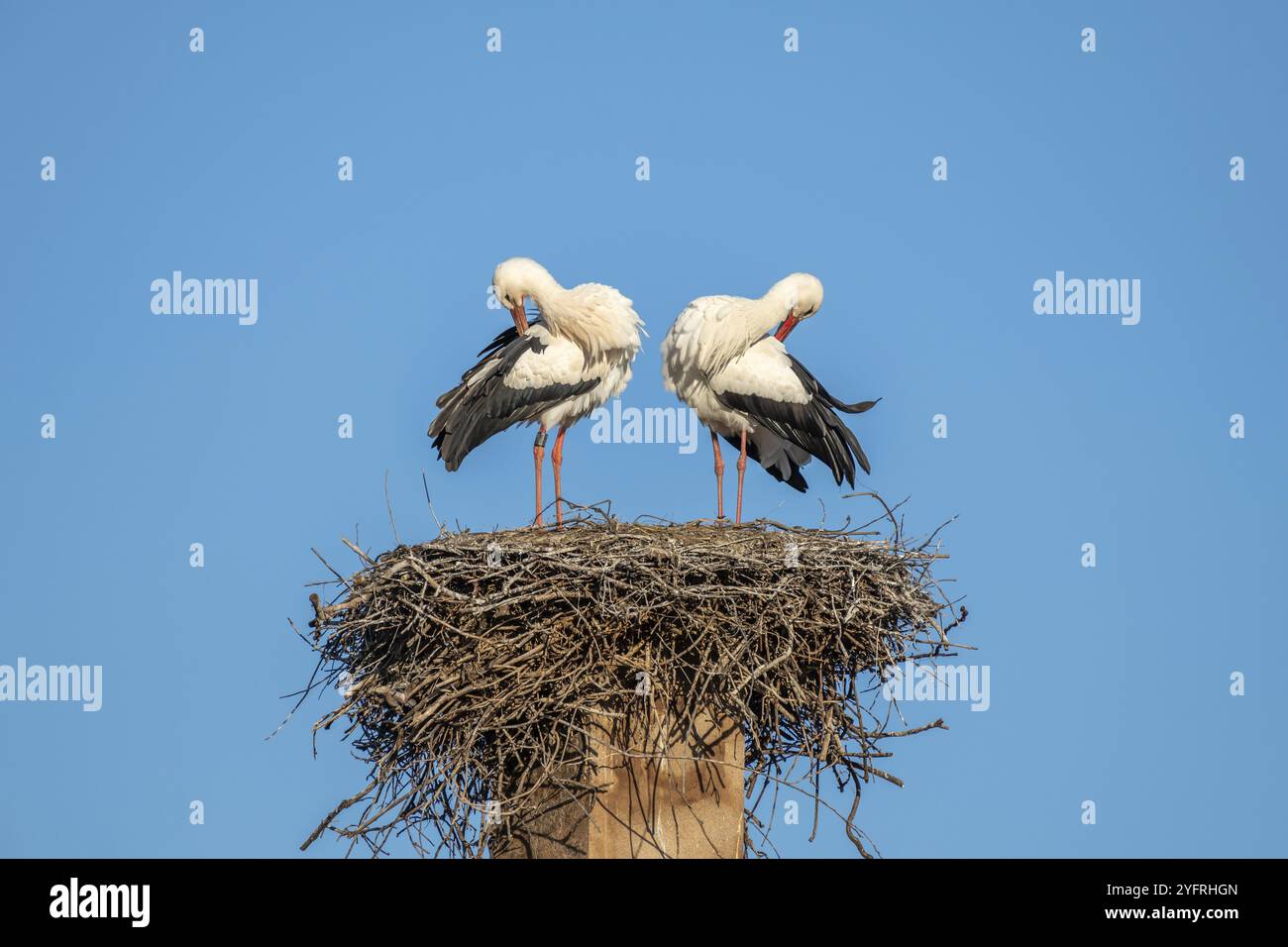 Couple de cigognes blanches (Ciconia ciconia) en parade amoureuse au printemps. France Banque D'Images