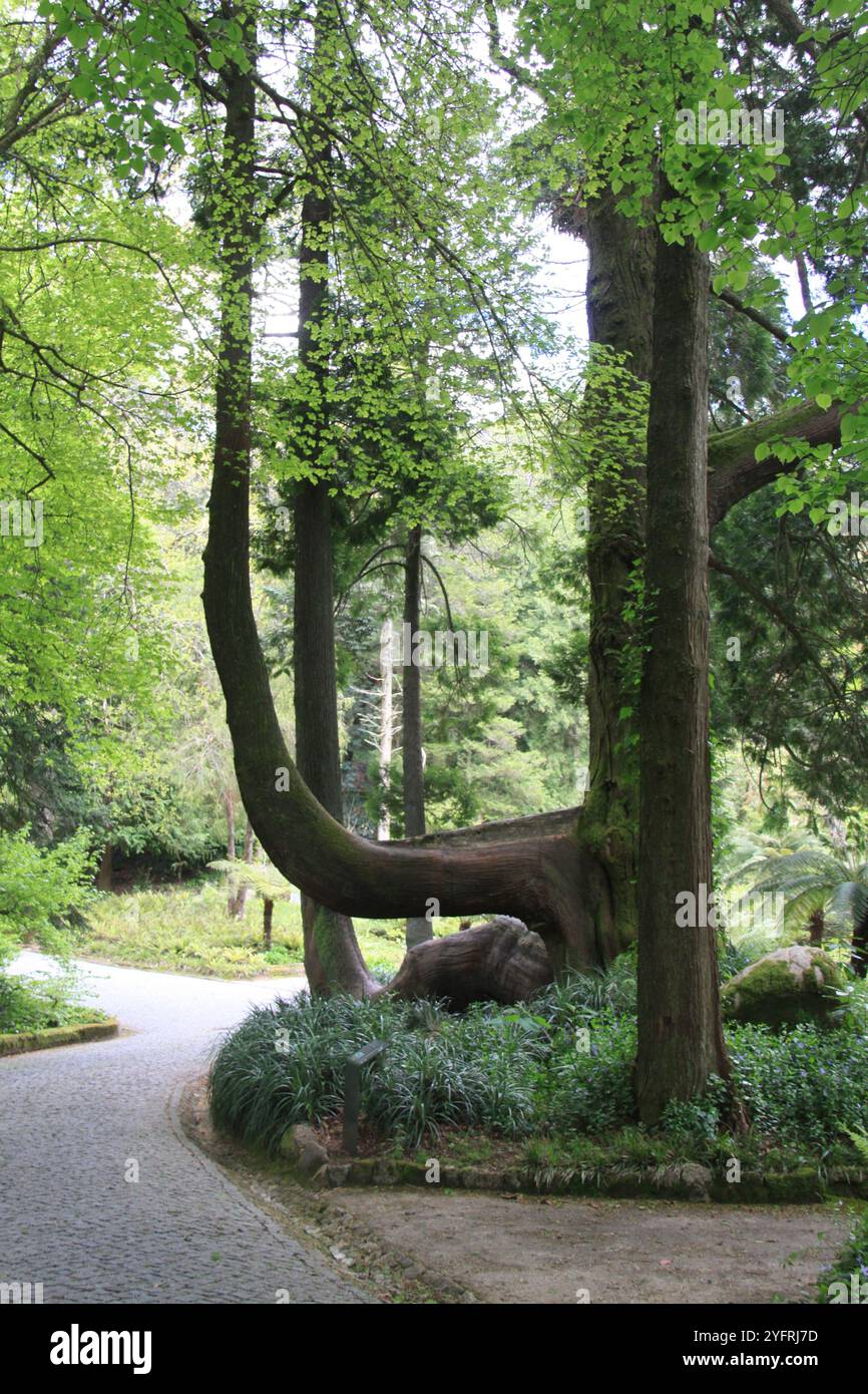 Arbre avec une forme différente Banque D'Images