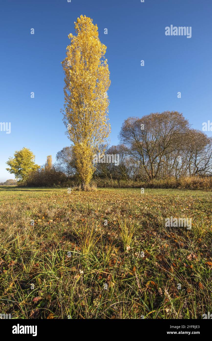 Peuplier aux couleurs de l'automne dans la campagne française Banque D'Images