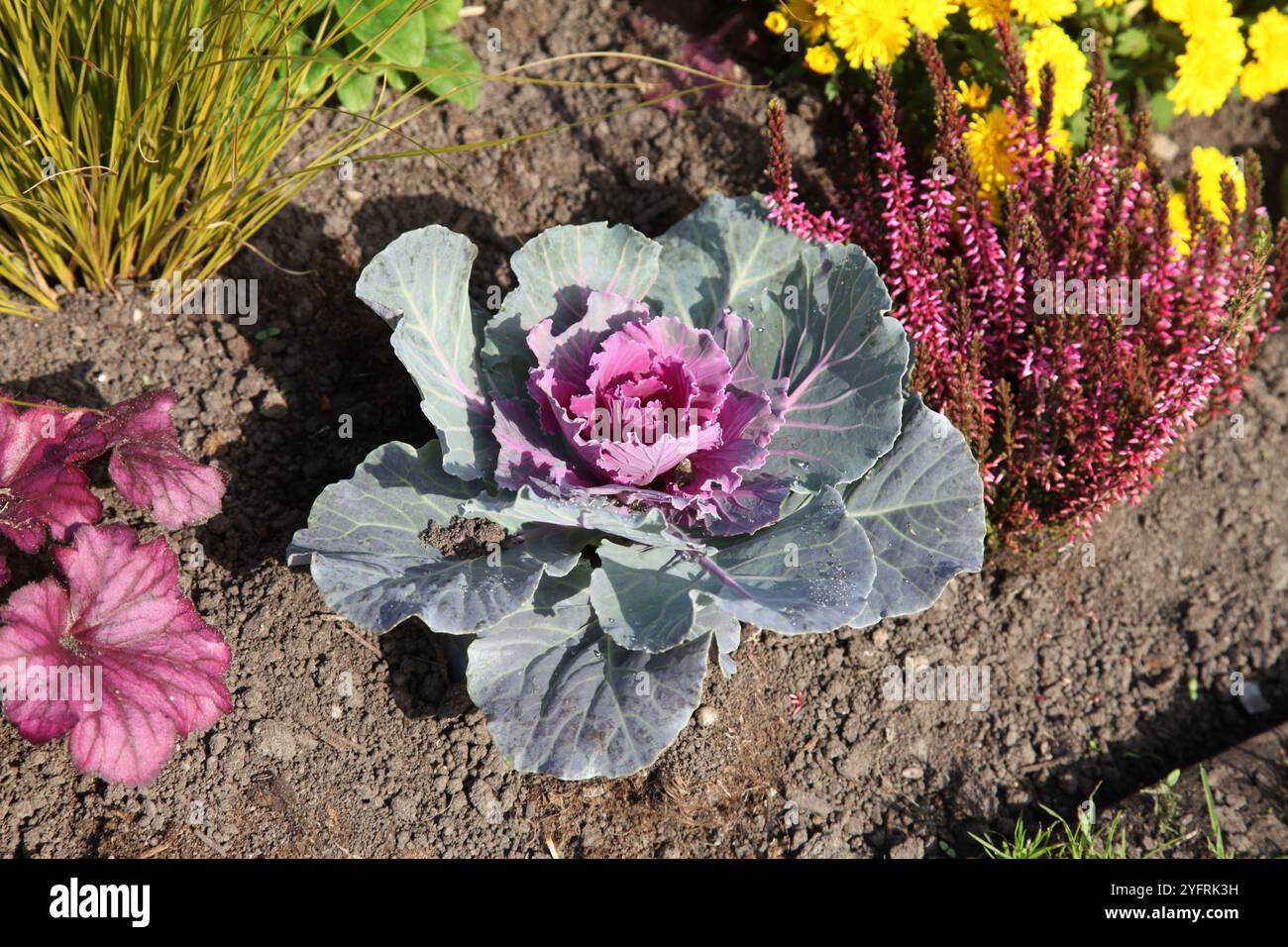 Un chou ornemental décoratif planté au niveau du sol en plein soleil, 2024 jours de jour Banque D'Images