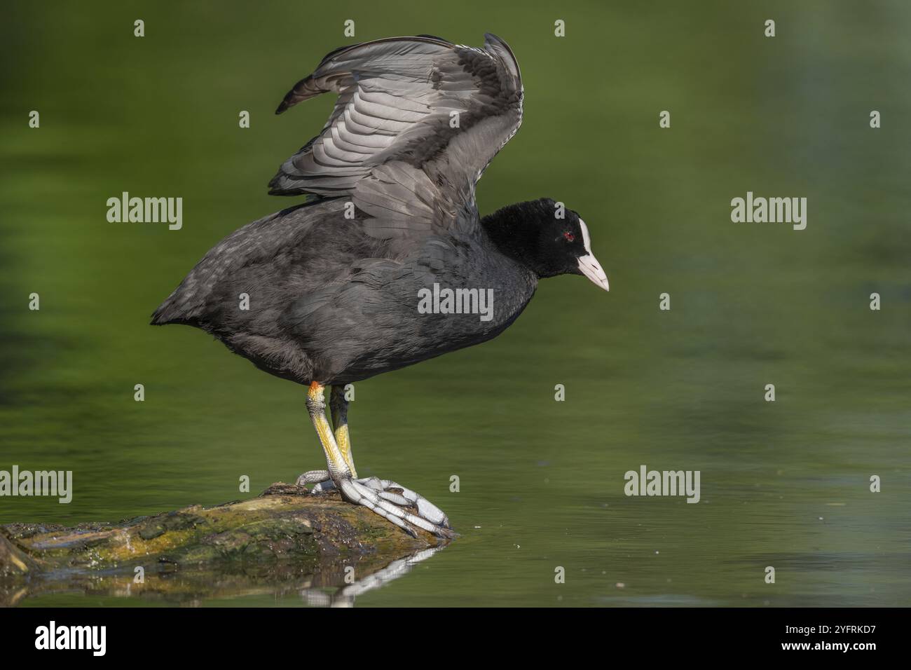 Coot eurasien (Fulica atra) étirant ses ailes sur une rivière. Bas-Rhin, collectivité europeenne d'Alsace, Grand est, France, Europe Banque D'Images