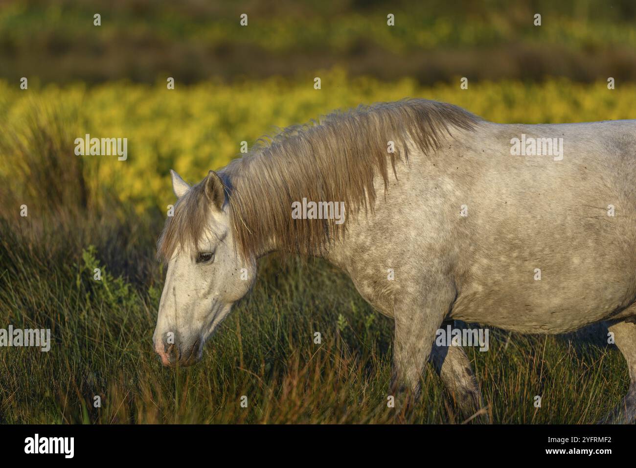 Cheval de Camargue dans un marais rempli d'iris jaunes. Saintes Maries de la mer, Camargue, Arles, Bouches du Rhône, Provence Alpes Cote d'Azur, France, Banque D'Images