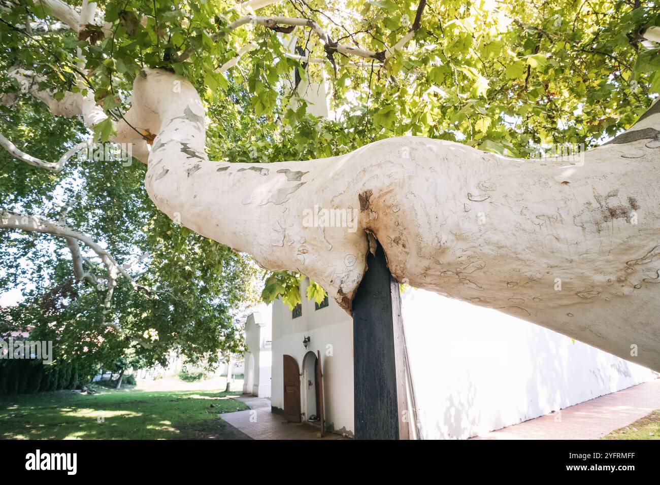 Grand sycomore dans un parc, fournissant un soutien pour ses branches lourdes dans un paysage estival dynamique Banque D'Images