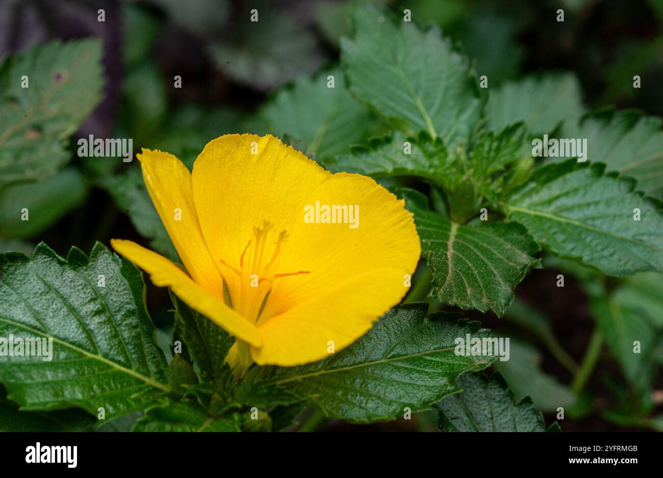 Fleur de Ramgoat dashalong ( Turnera ulmifolia ) - Kampala Ouganda Banque D'Images