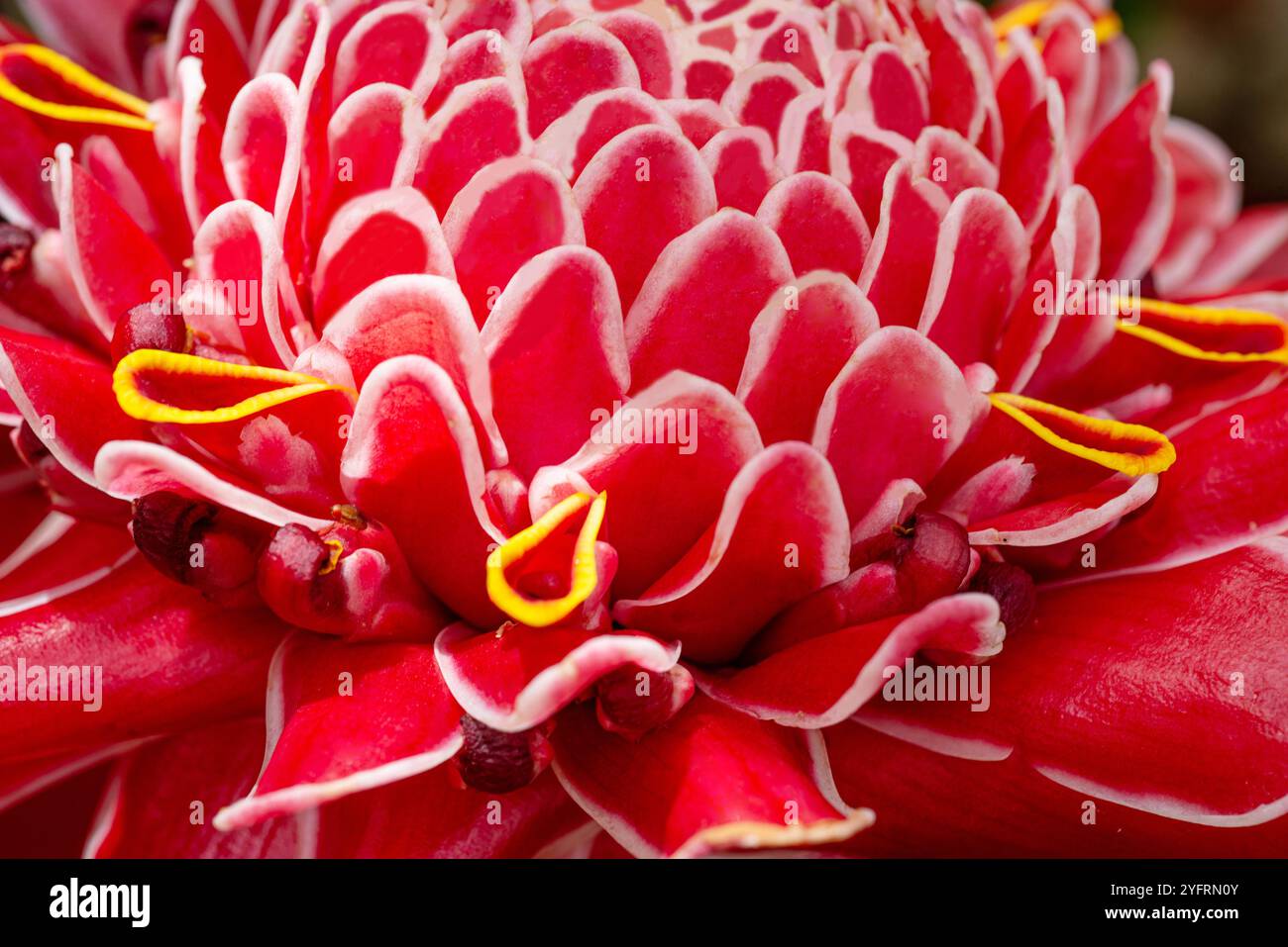 Torche fleur de gingembre ( Etlingera elatior ) - Kampala Ouganda Banque D'Images