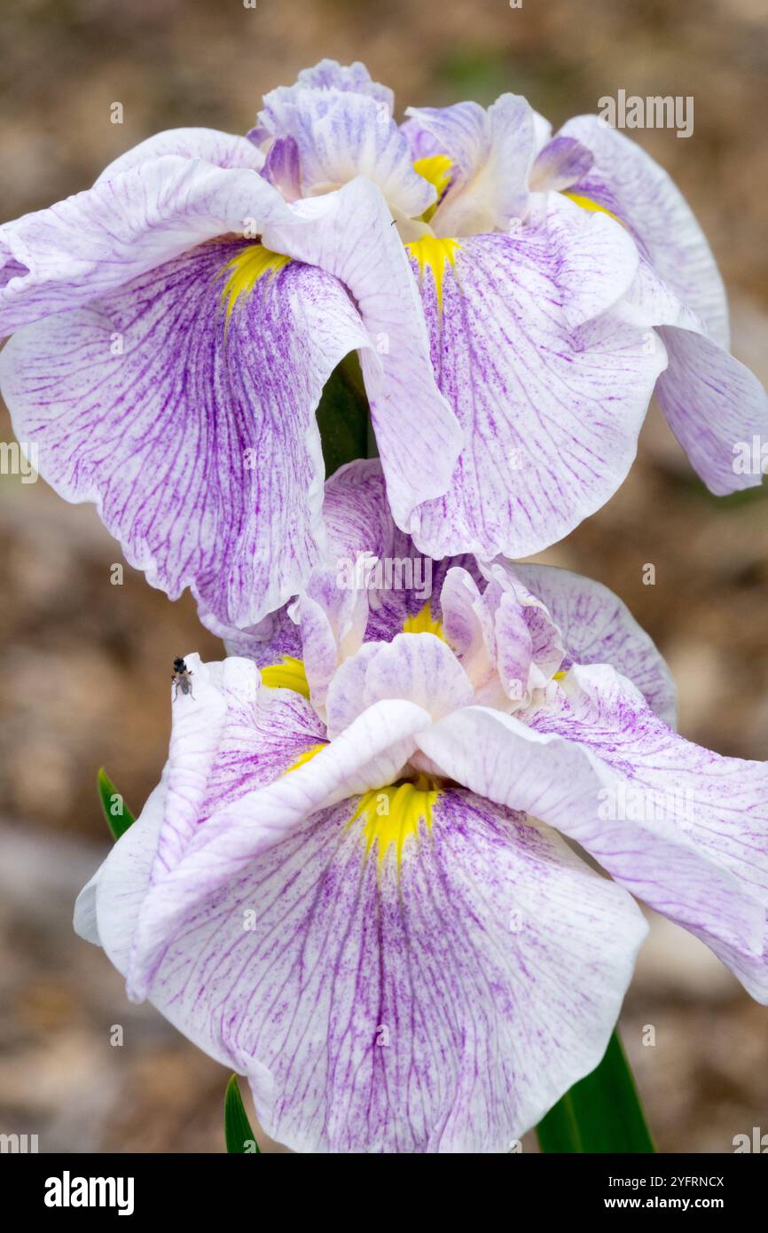 Fleur d'iris rose clair Iris ensata 'Blushing Ice' fleur d'iris rose Iris japonais Banque D'Images