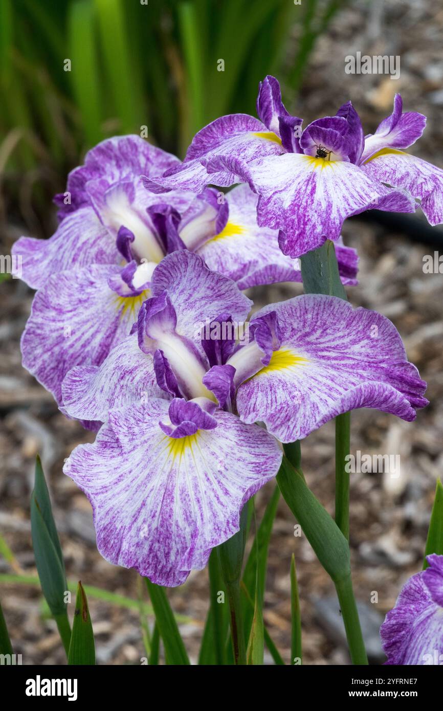 Iris ensata 'Silesian Pinwheel' Japonais Iris Irises Iris kaempferi Iridaceae Banque D'Images