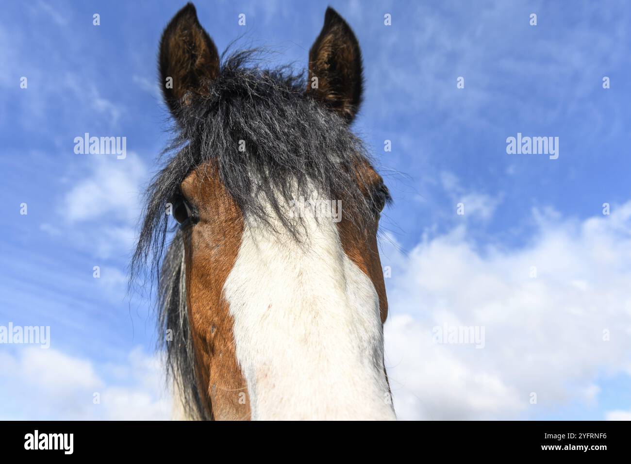 Poney dans un pâturage au printemps. Chevaux dans la campagne française Banque D'Images