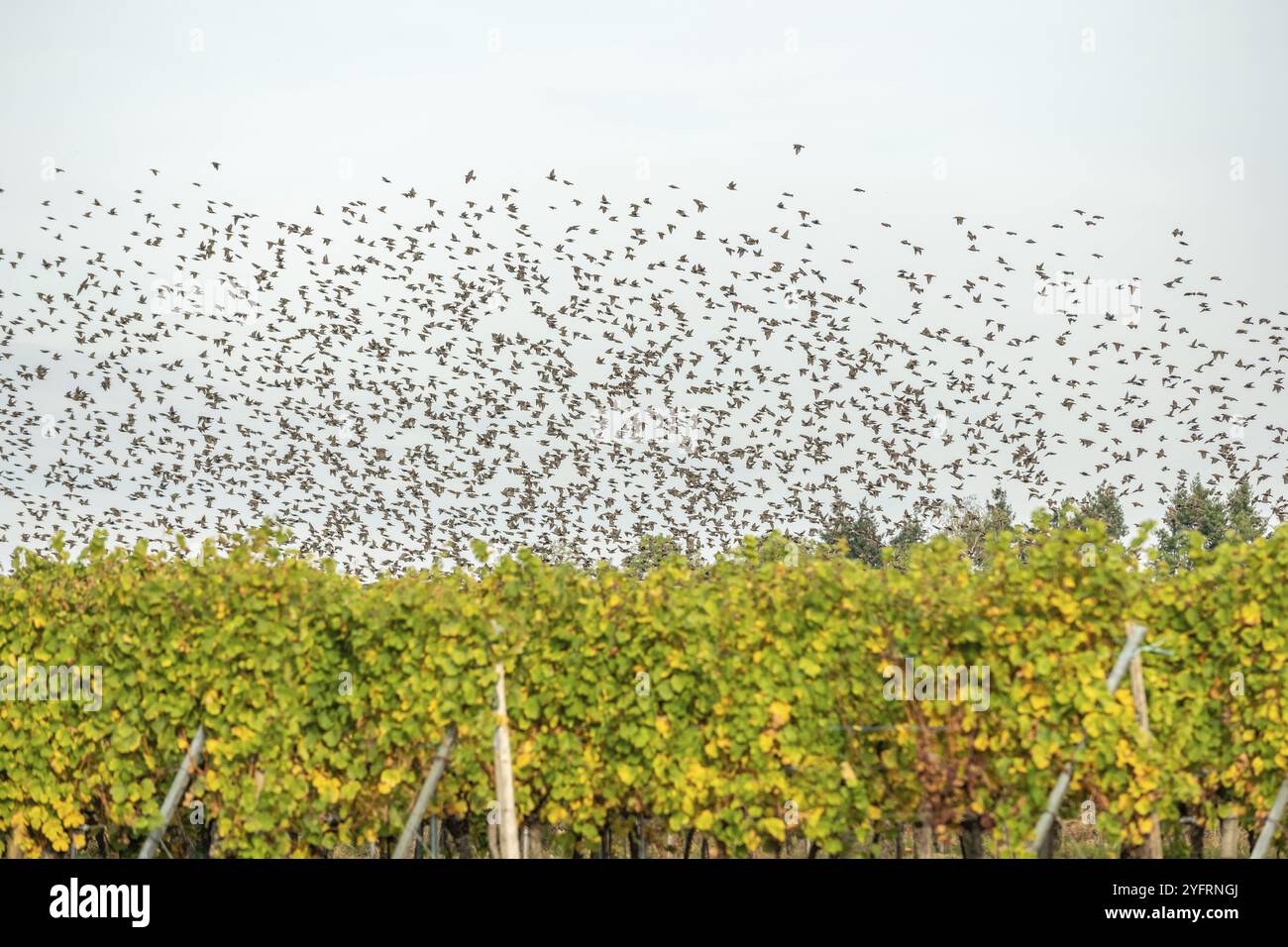 Des étourneaux communs (Sturnus vulgaris) volant ensemble, en parfaite symbiose pour se protéger contre les prédateurs. Bas-Rhin, collectivite européenne d Banque D'Images