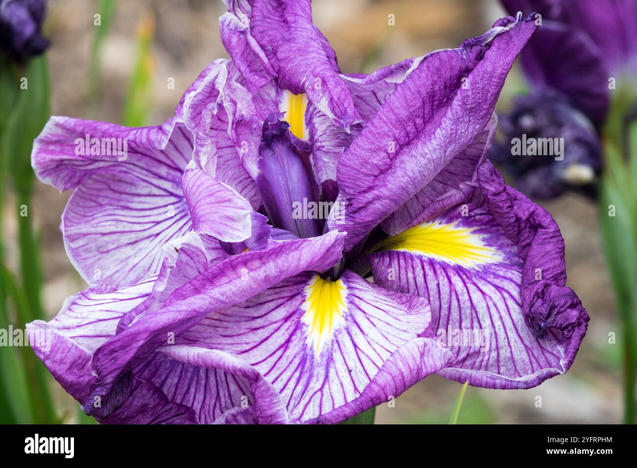Iris ensata japonais « Dragon Mane » Banque D'Images
