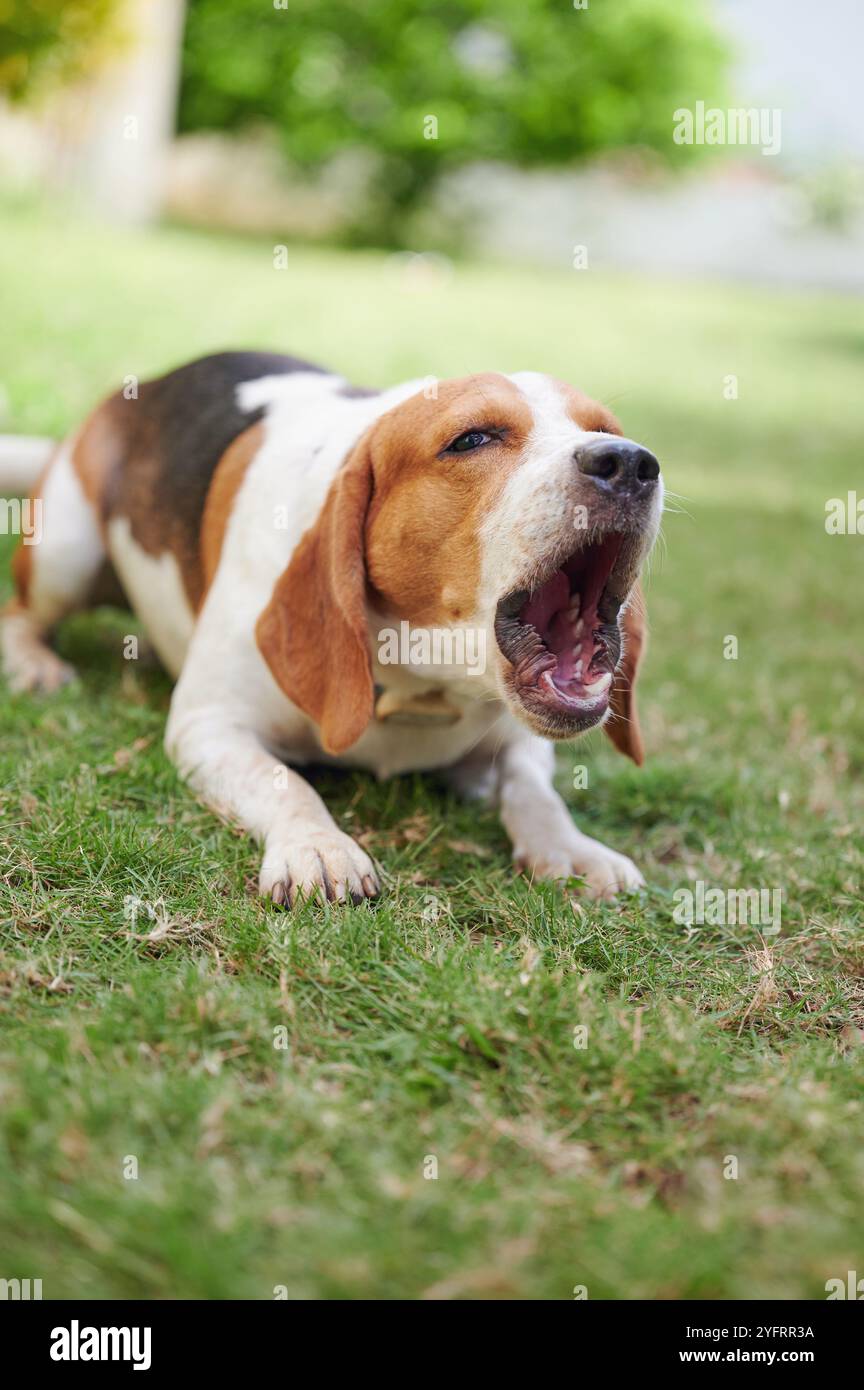 Chien beagle aboyant sur l'herbe verte sur la pelouse d'été Banque D'Images