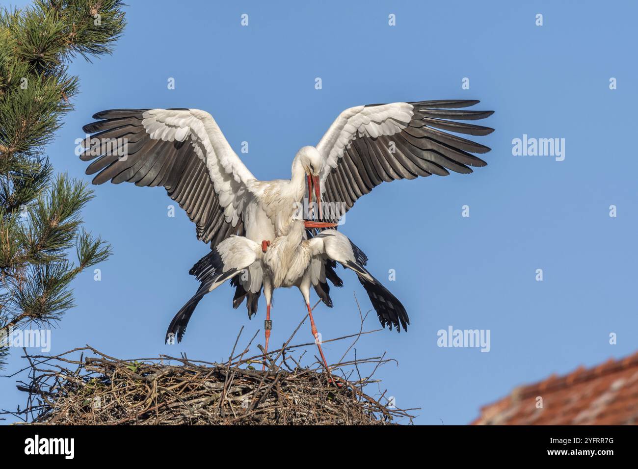 Accouplement de cigognes blanches en exposition de cour (Ciconia ciconia) sur leur nid au printemps. Bas Rhin, Alsace, France, Europe Banque D'Images