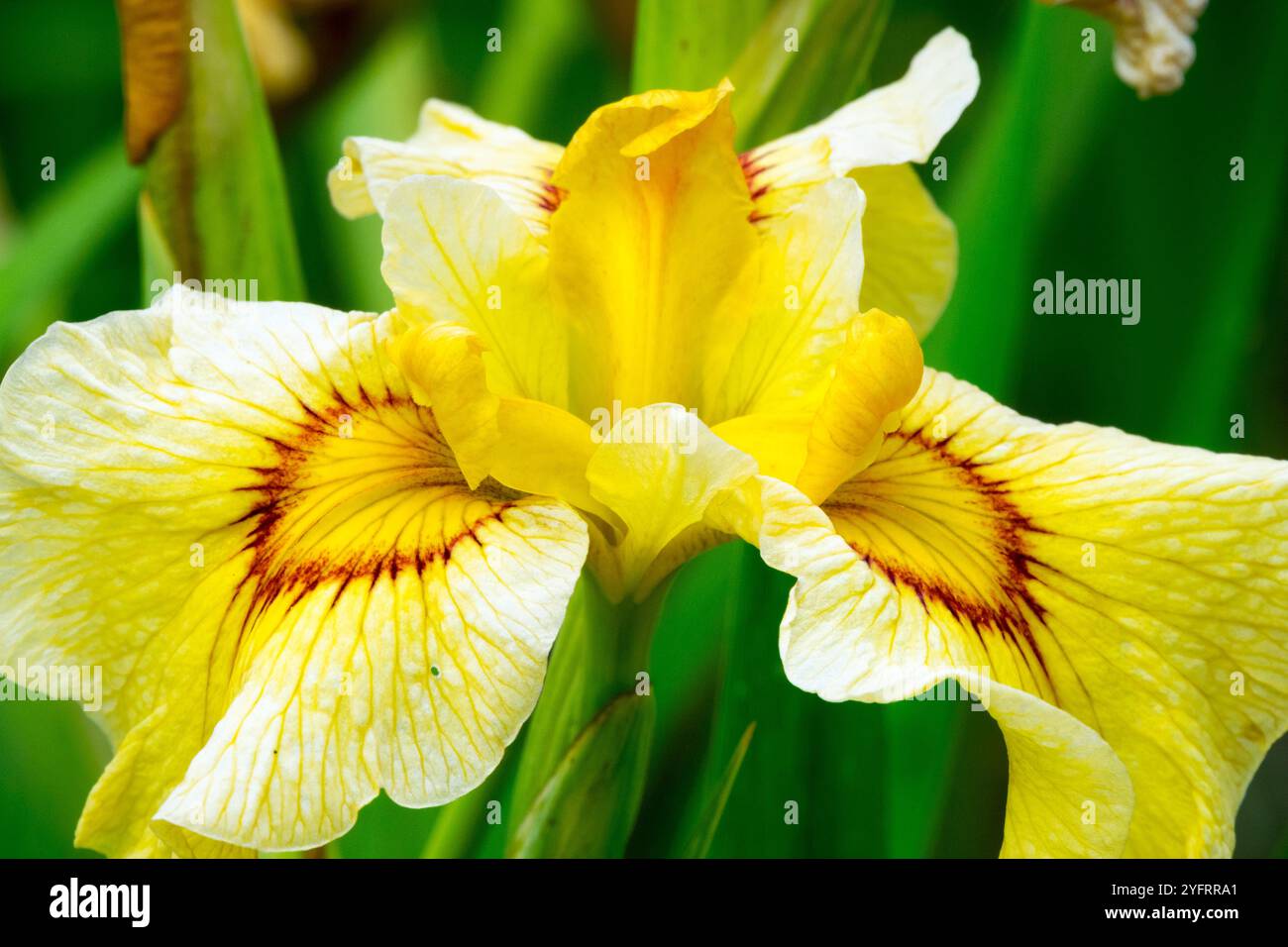 Iris x pseudata 'Akimatsuri', Iris pseudata est un hybride entre Iris pseudacorus - Iris jaune et Iris ensata japonais Banque D'Images