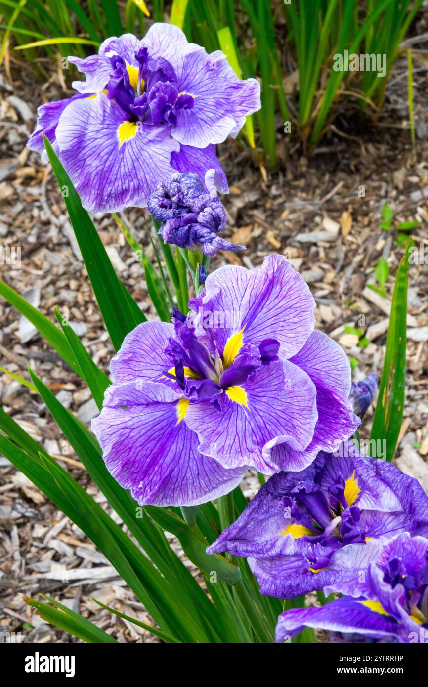 Iris ensata Centre d'attention Fleur fleurs floraison floraison dans Bloom Abloom jardin plantes vivantes Herbaceous Bleu pâle Banque D'Images