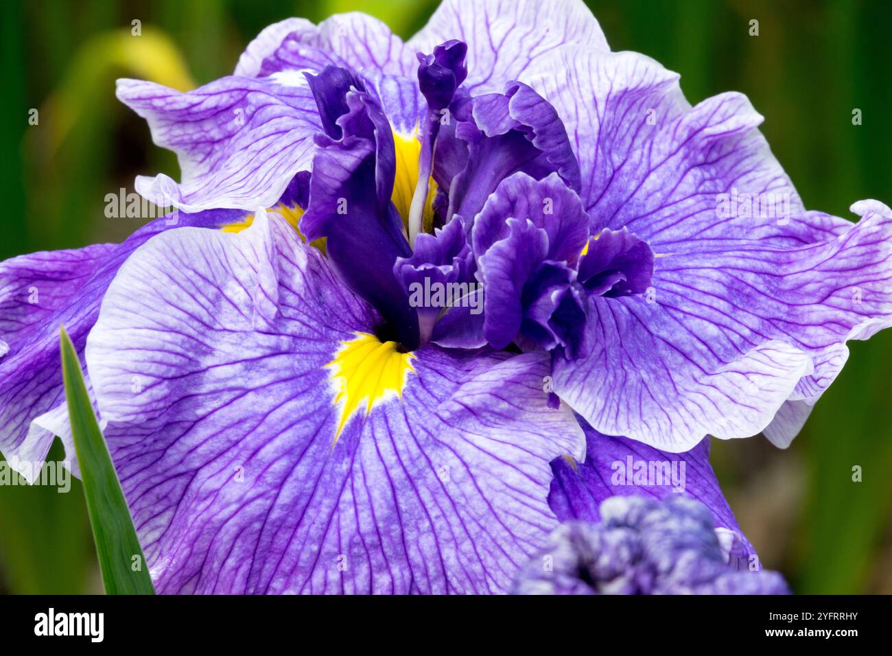 Violet lavande pâle fleur d'iris Iris ensata 'Center of attention' Banque D'Images